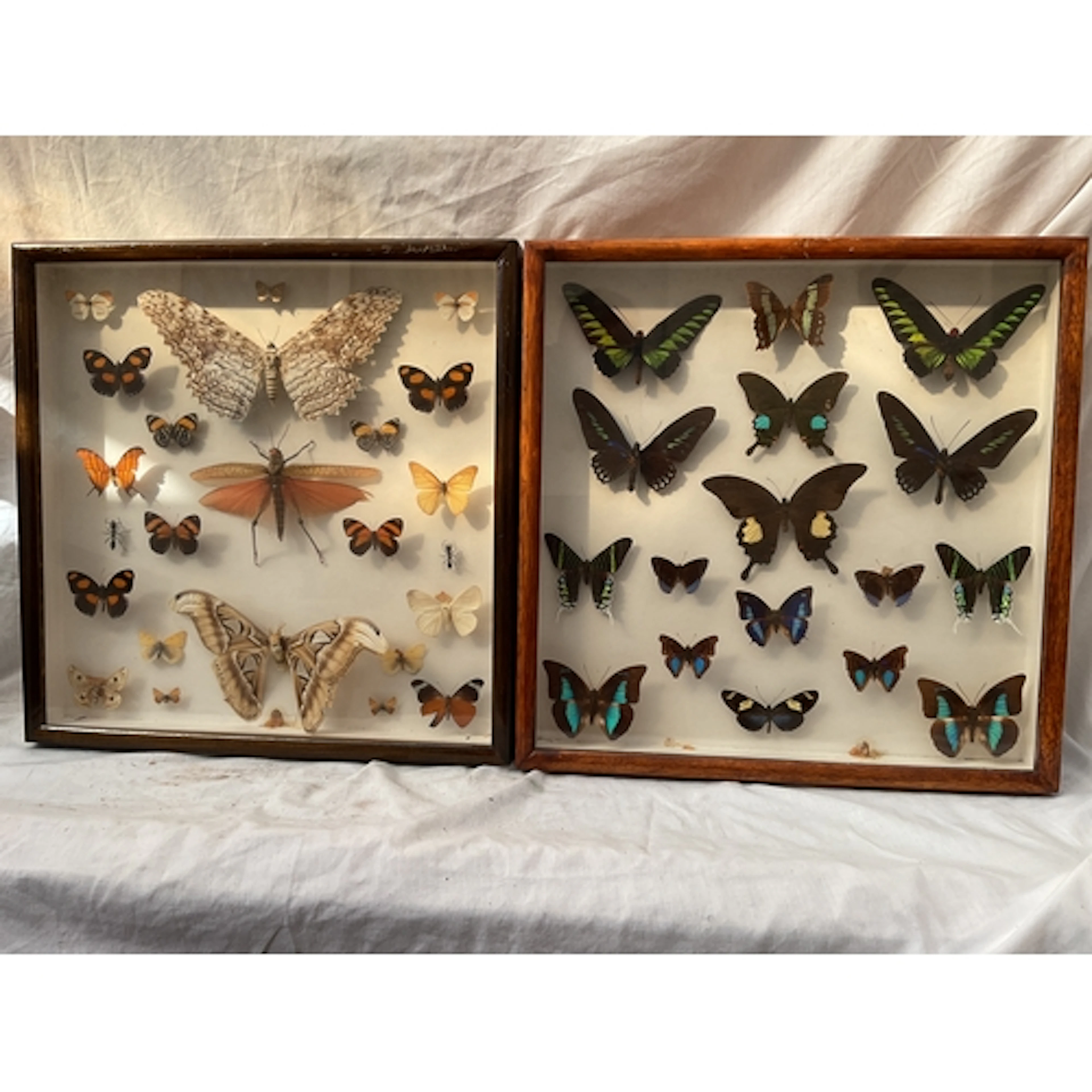 Two cased taxidermy of butterflies, locust and ants.