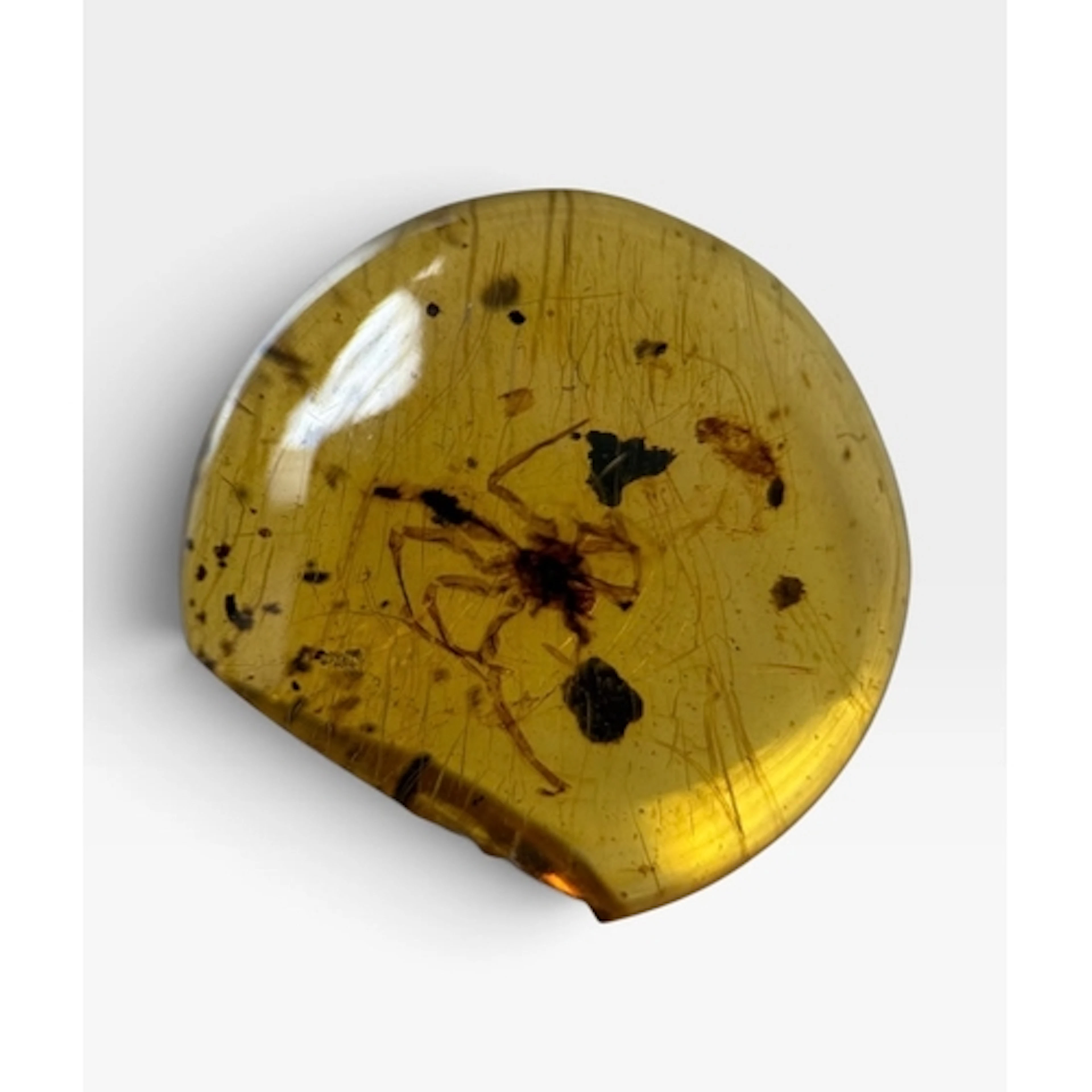 A SPIDER FOSSIL IN AMBER A highly detailed spider in dinosau...
