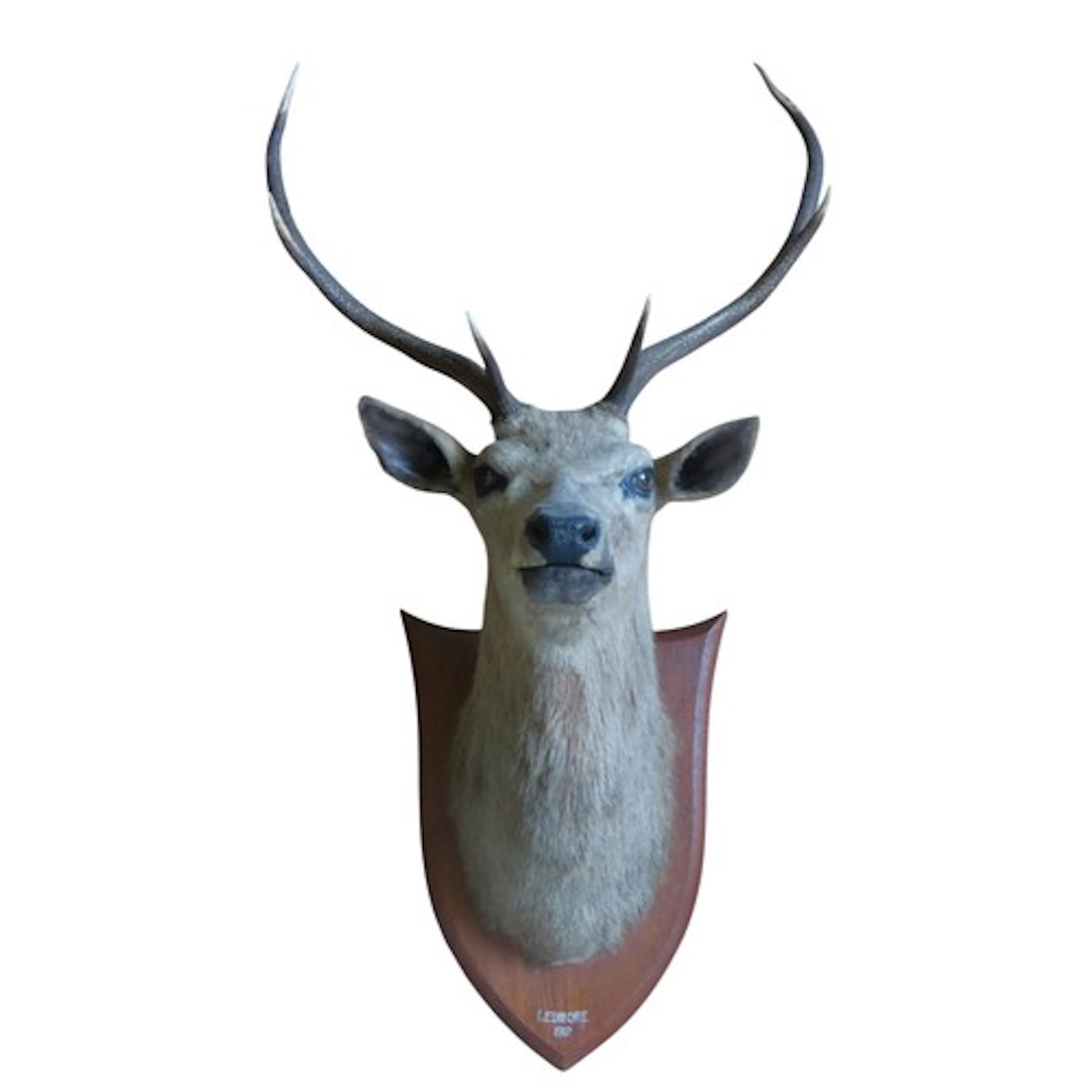 AN EDWARDIAN TAXIDERMY RED DEER STAG'S HEAD with three point...