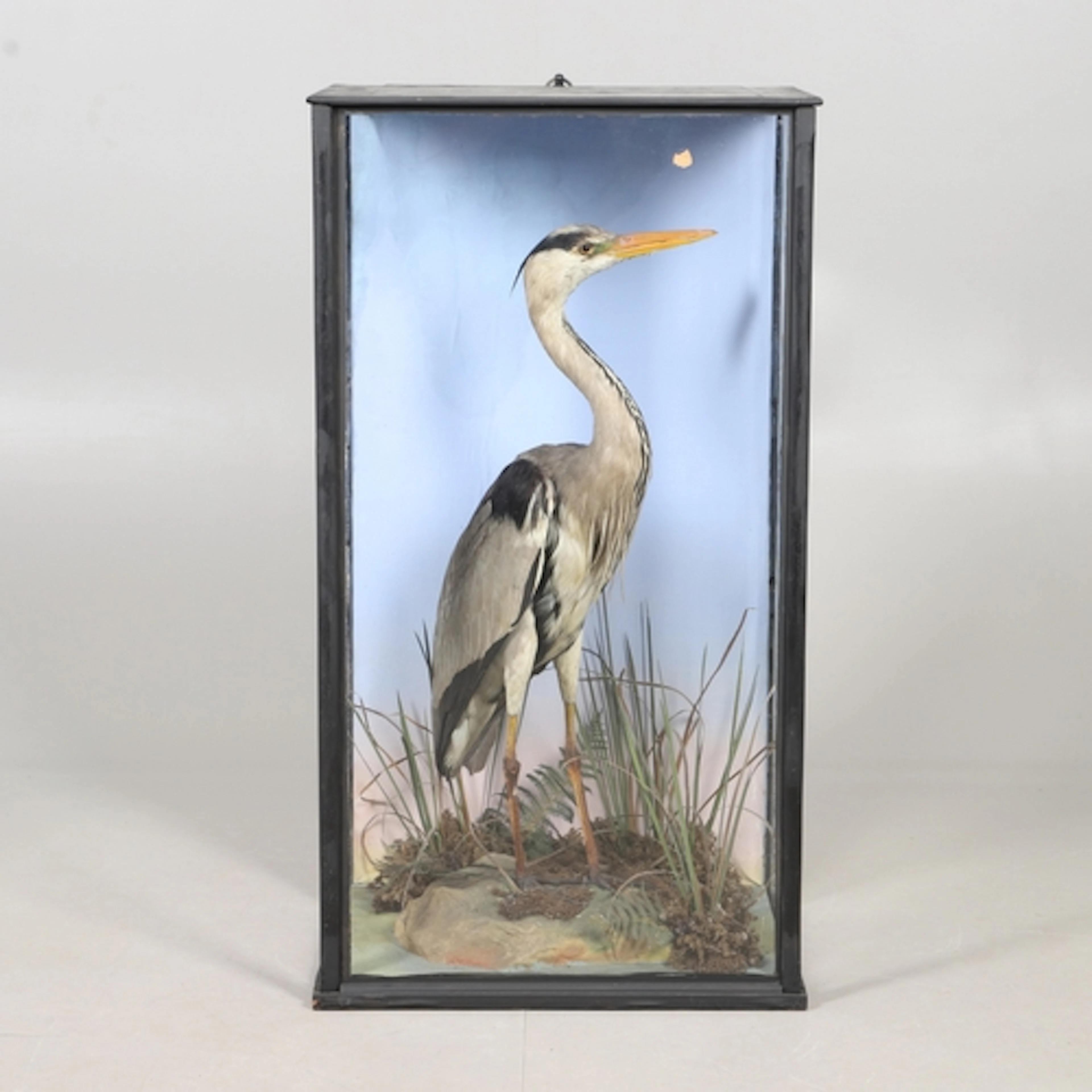 TAXIDERMY - CASED HERON. A Heron mounted in a naturalistic s...