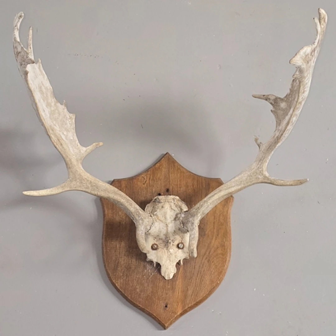 Vintage Taxidermy wall mount featuring fallow deer buck antl...