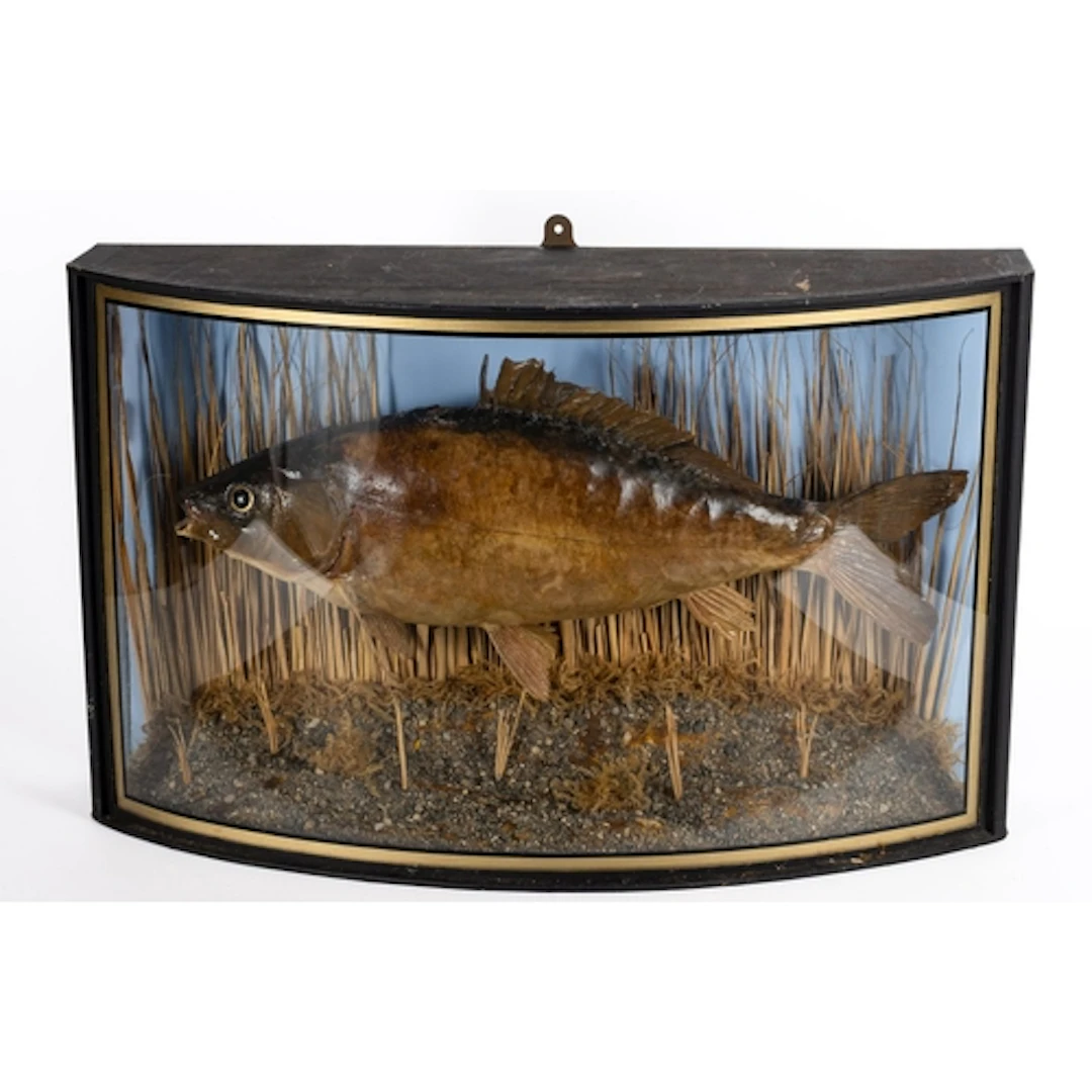 A cased taxidermy Leather Carp, naturally set in a bowfront ...