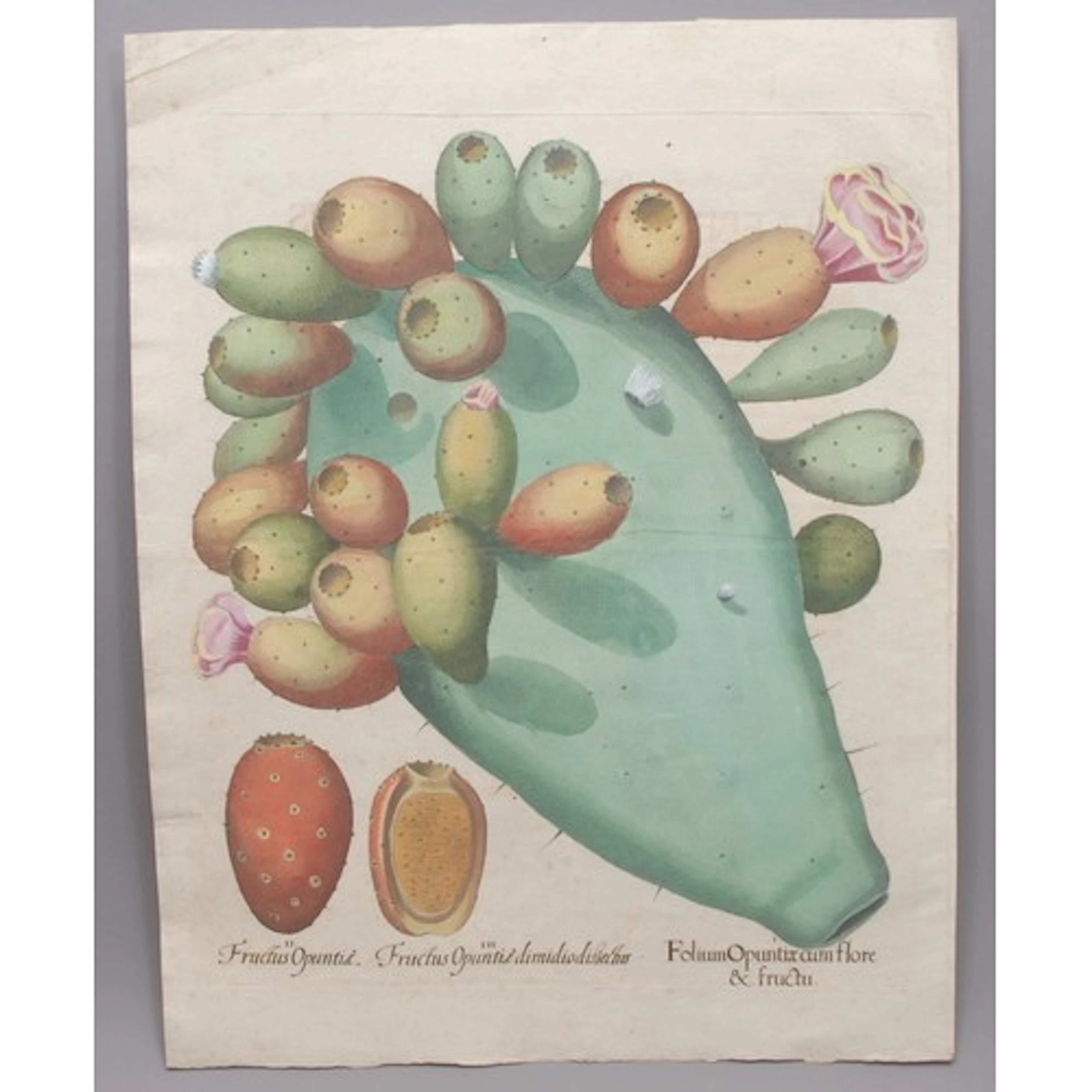 Opuntia (Prickly pear) text description verso, Classis Autum...
