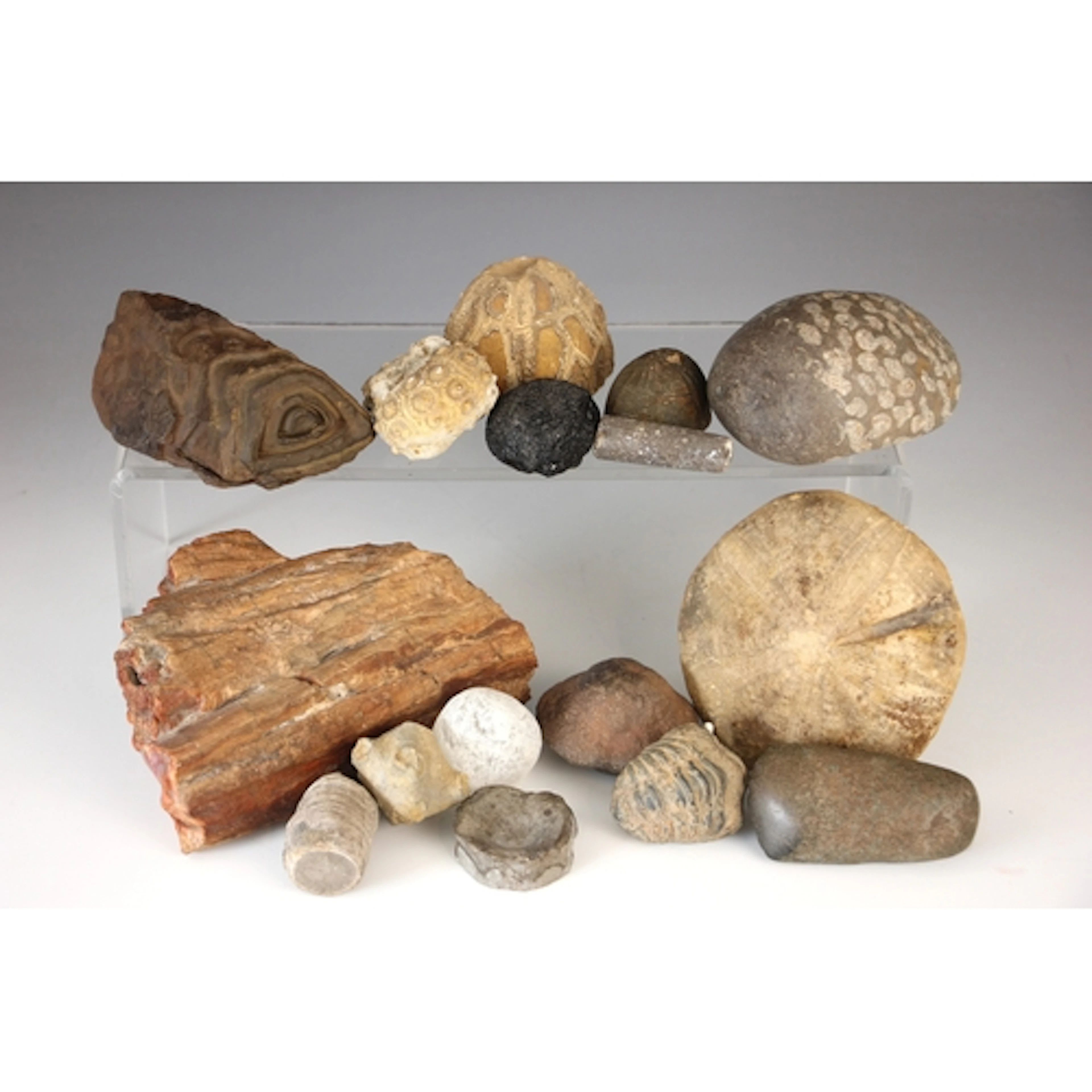 A selection of fossils and mineral specimens, to include a f...