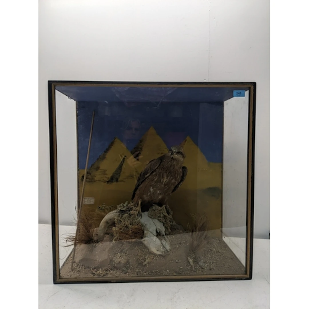 An antique taxidermy common buzzard mounted on a horned skul...