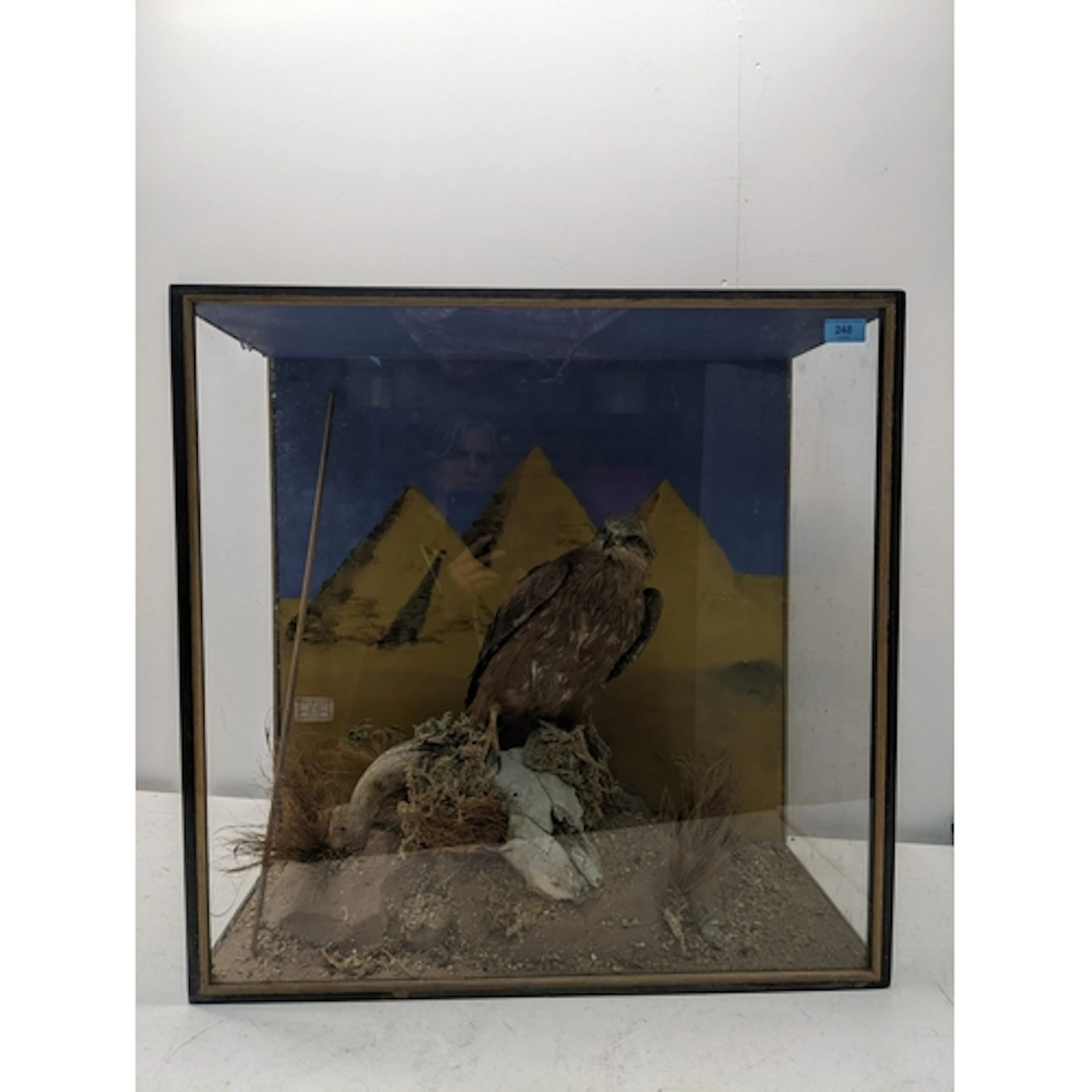 An antique taxidermy common buzzard mounted on a horned skul...