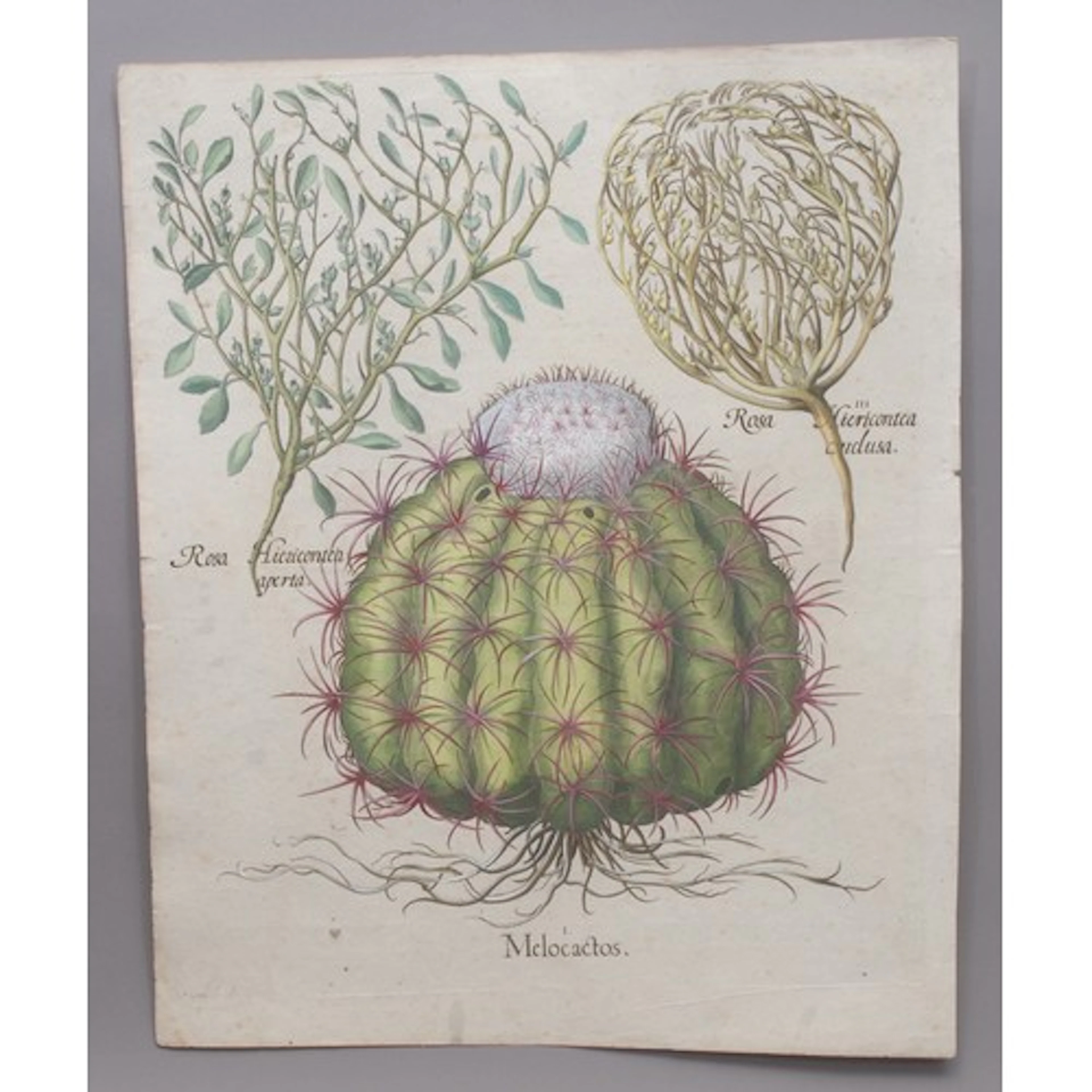 Melocactus (Melon cactus), First title Fourth Order, Autumna...