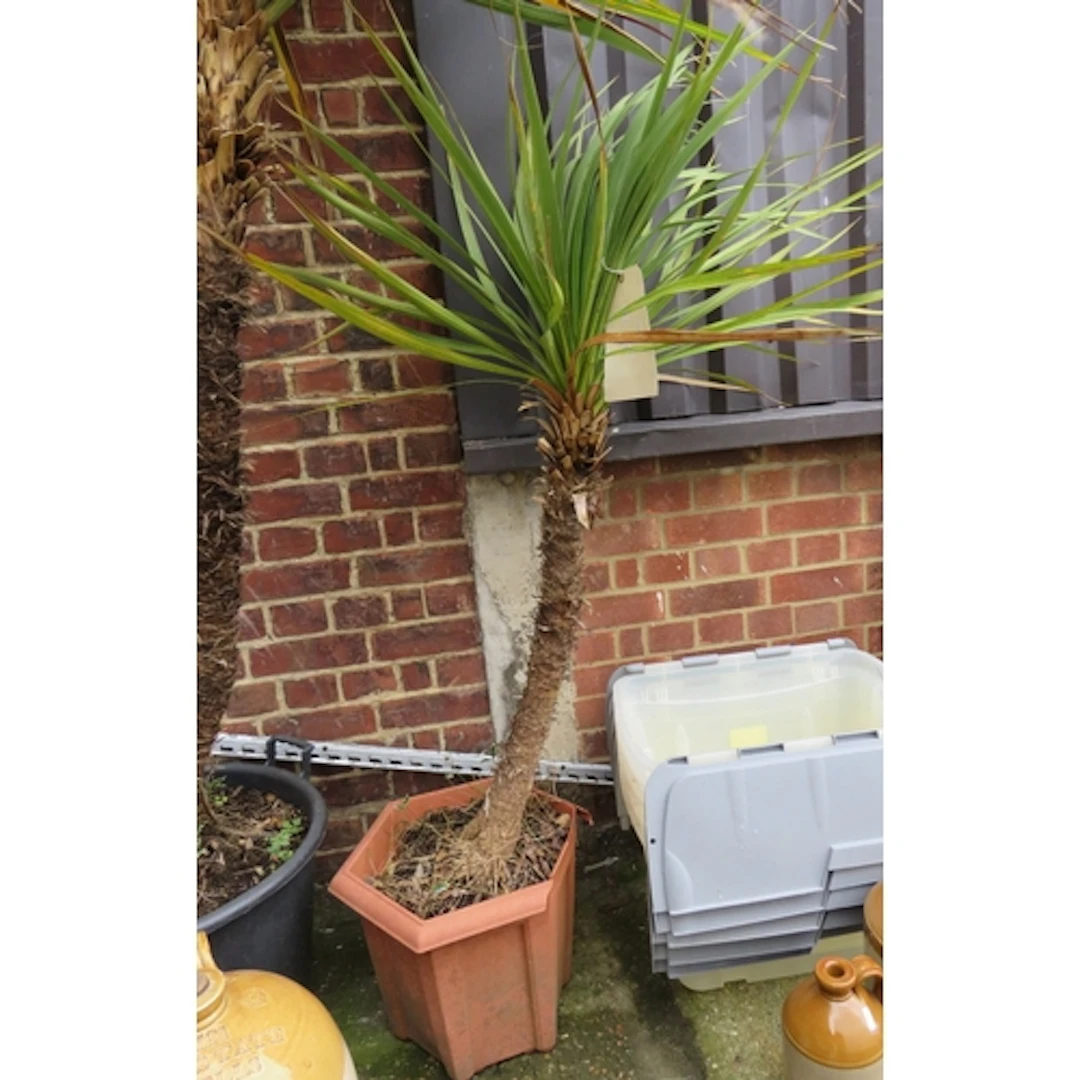 Potted (smaller) Cordyline Palm Tree approx. 160cm H