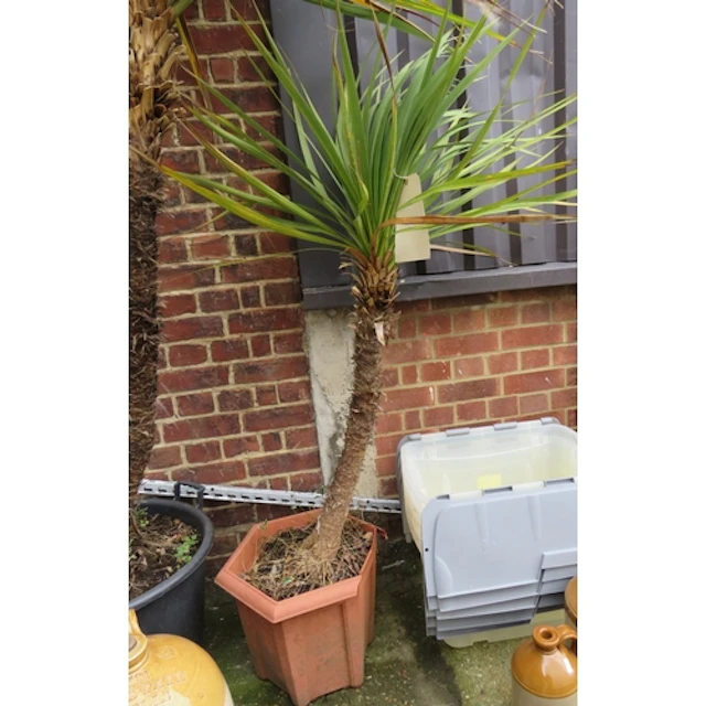 Potted (smaller) Cordyline Palm Tree approx. 160cm H