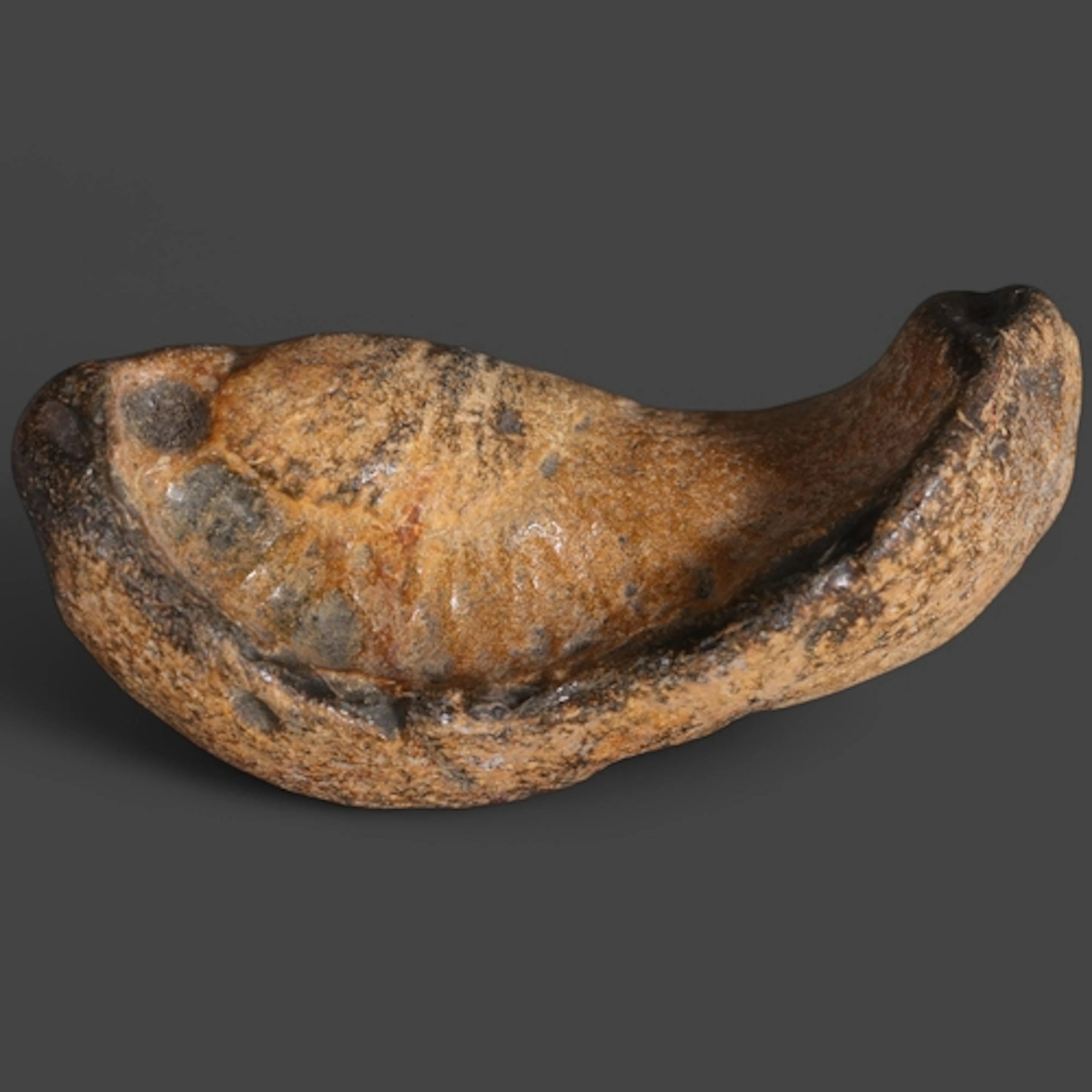 Fossil: Whale Ear Bone, Whale ear bones, specifically the b...