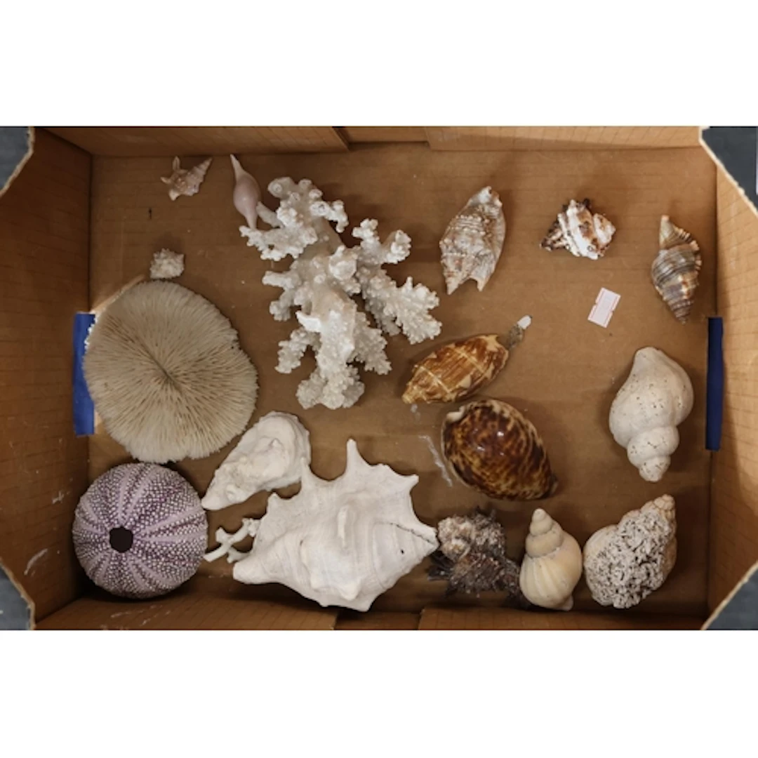 Assorted shells.