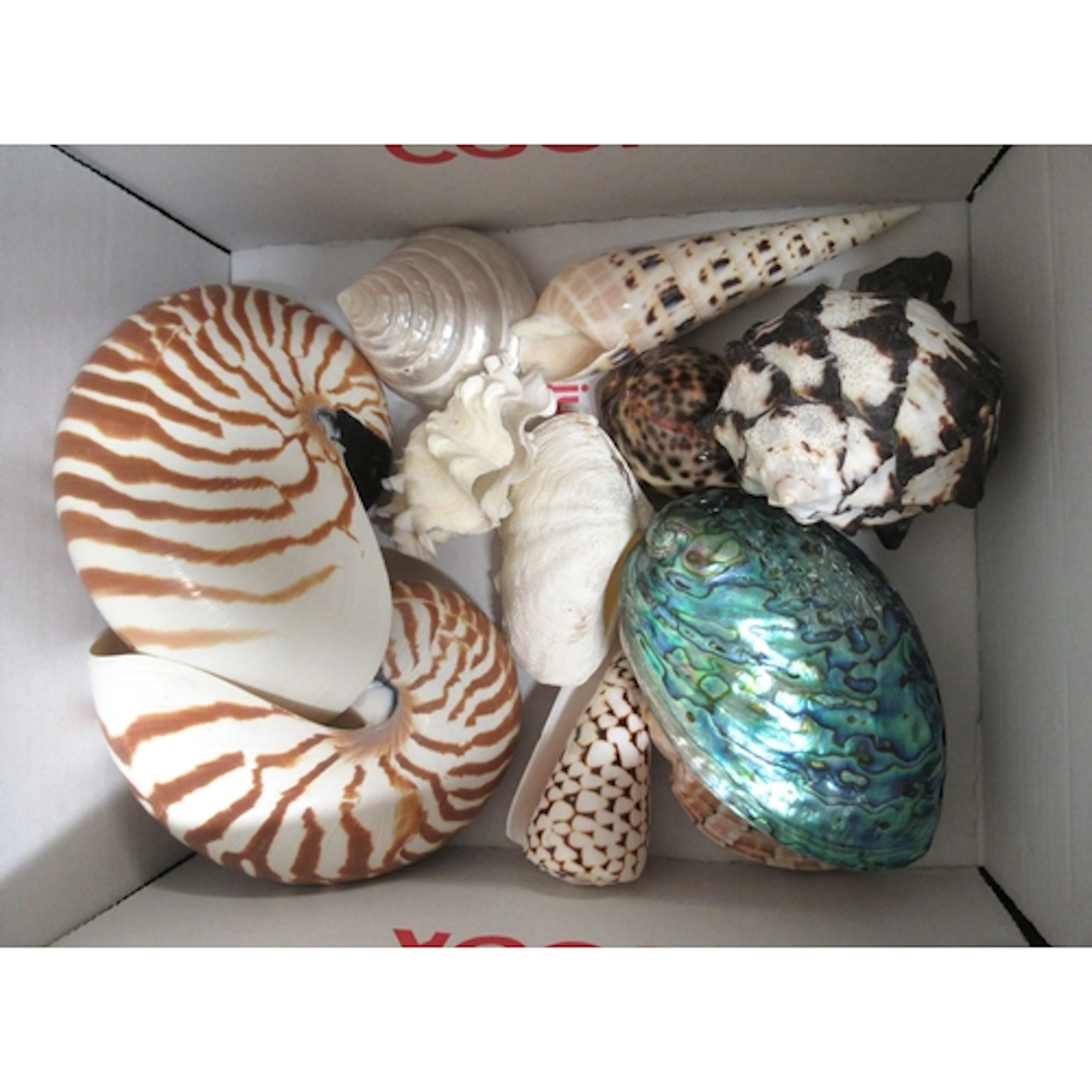 Box containing a small quantity of various decorative shells