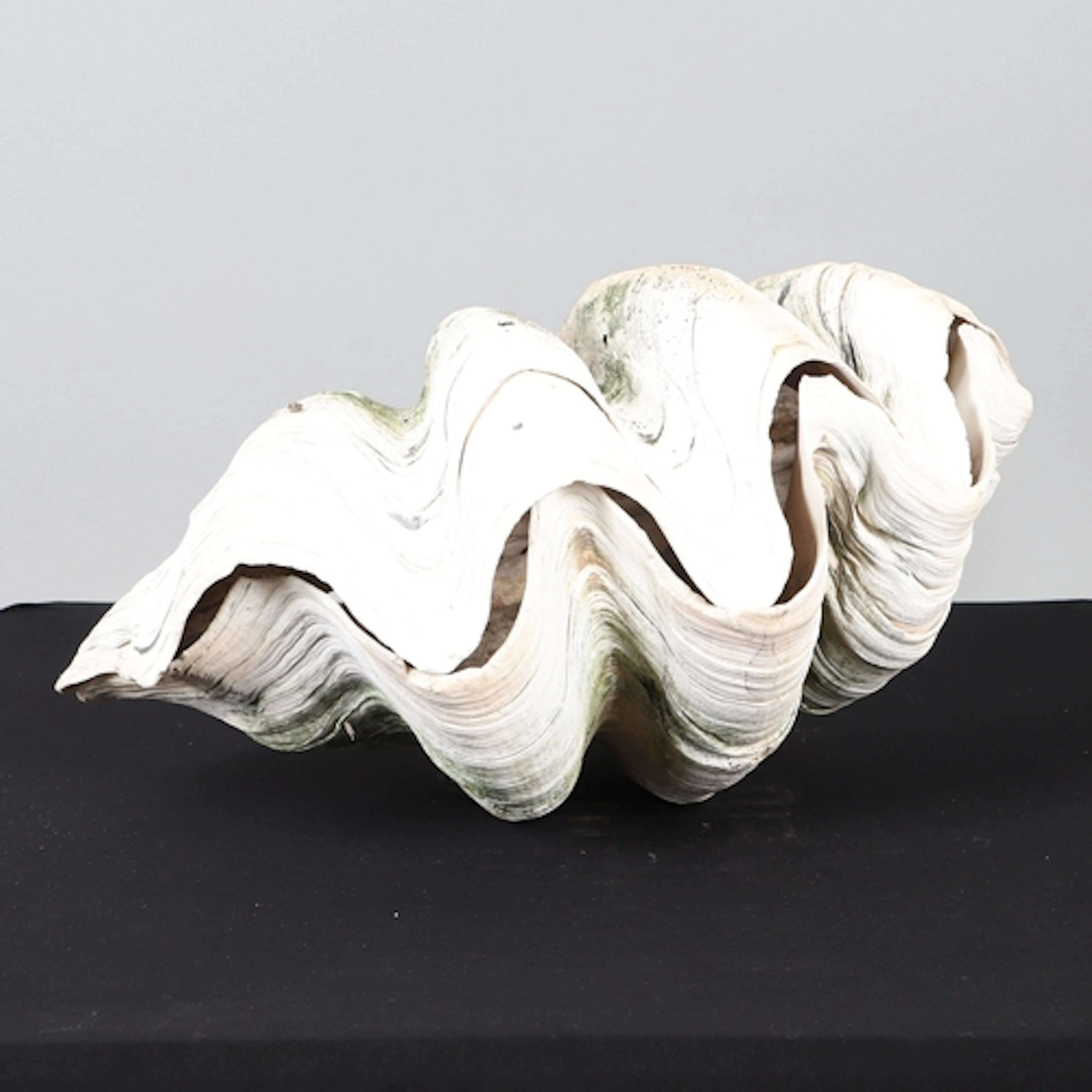CONCHOLOGY: A GIANT CLAM SHELL (TRIDACNA GIGAS), EARLY 20TH ...