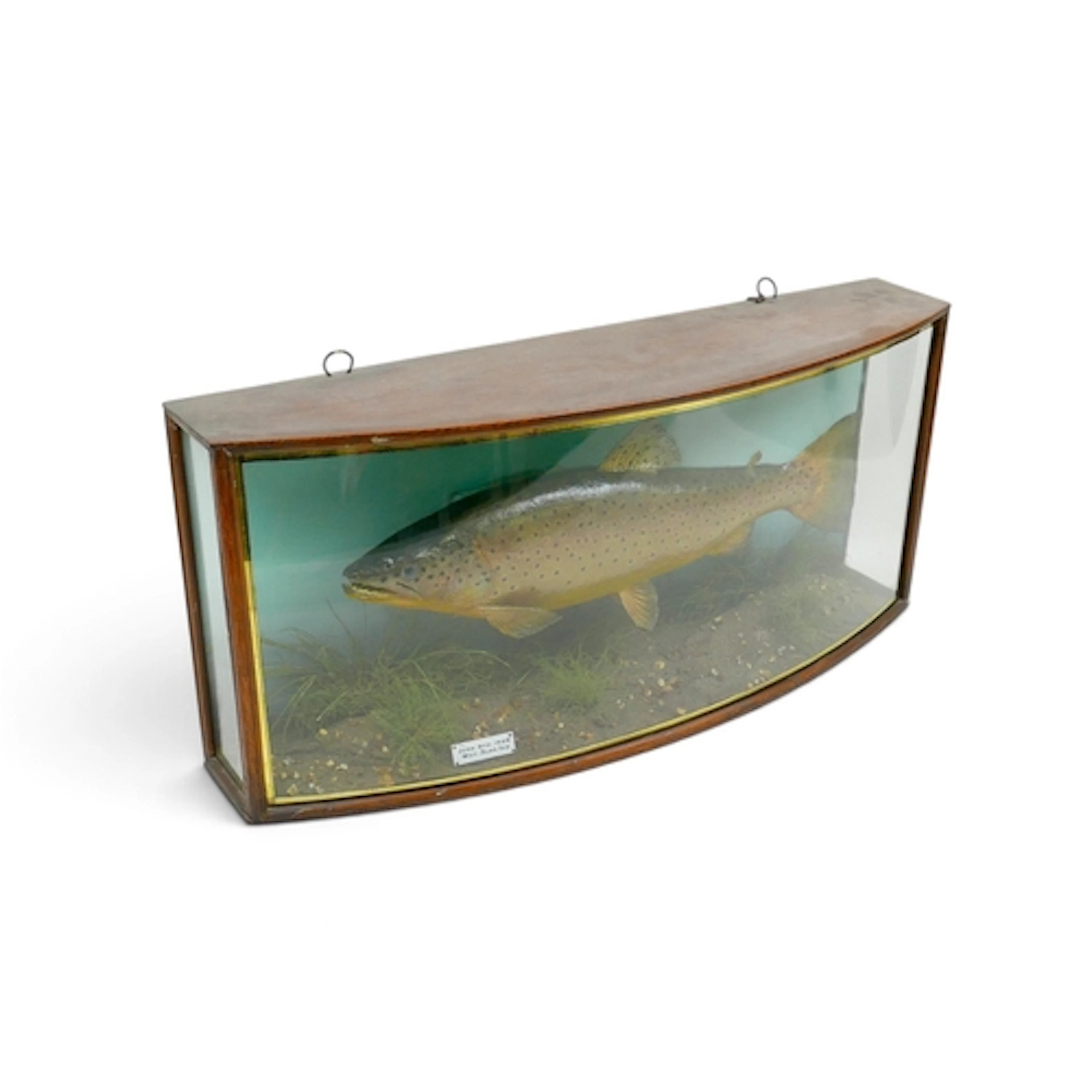 AN EARLY 20TH CENTURY TAXIDERMY TROUT. By J. Cooper & sons, ...