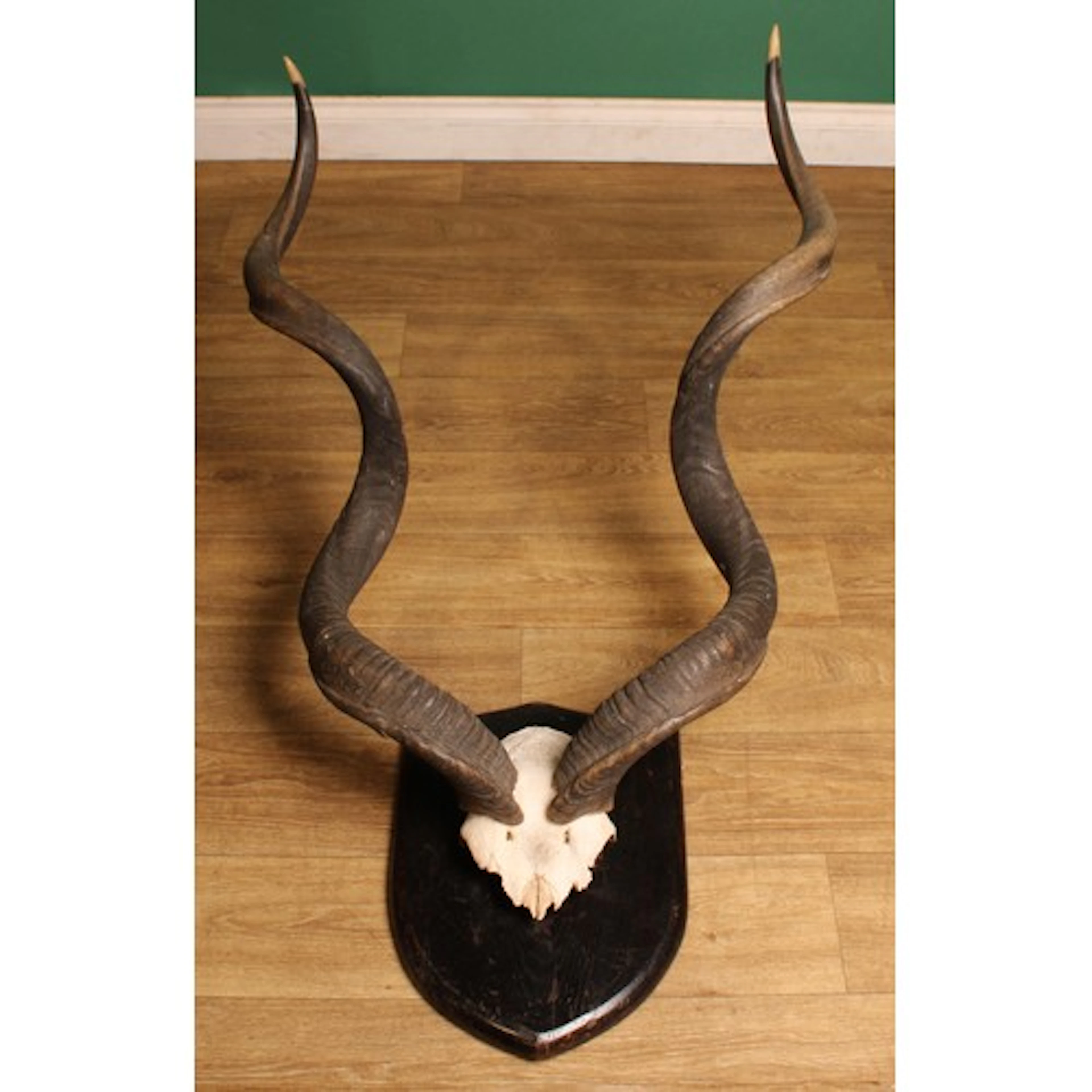 Taxidermy/Natural History - a set of African Kudu horns on s...