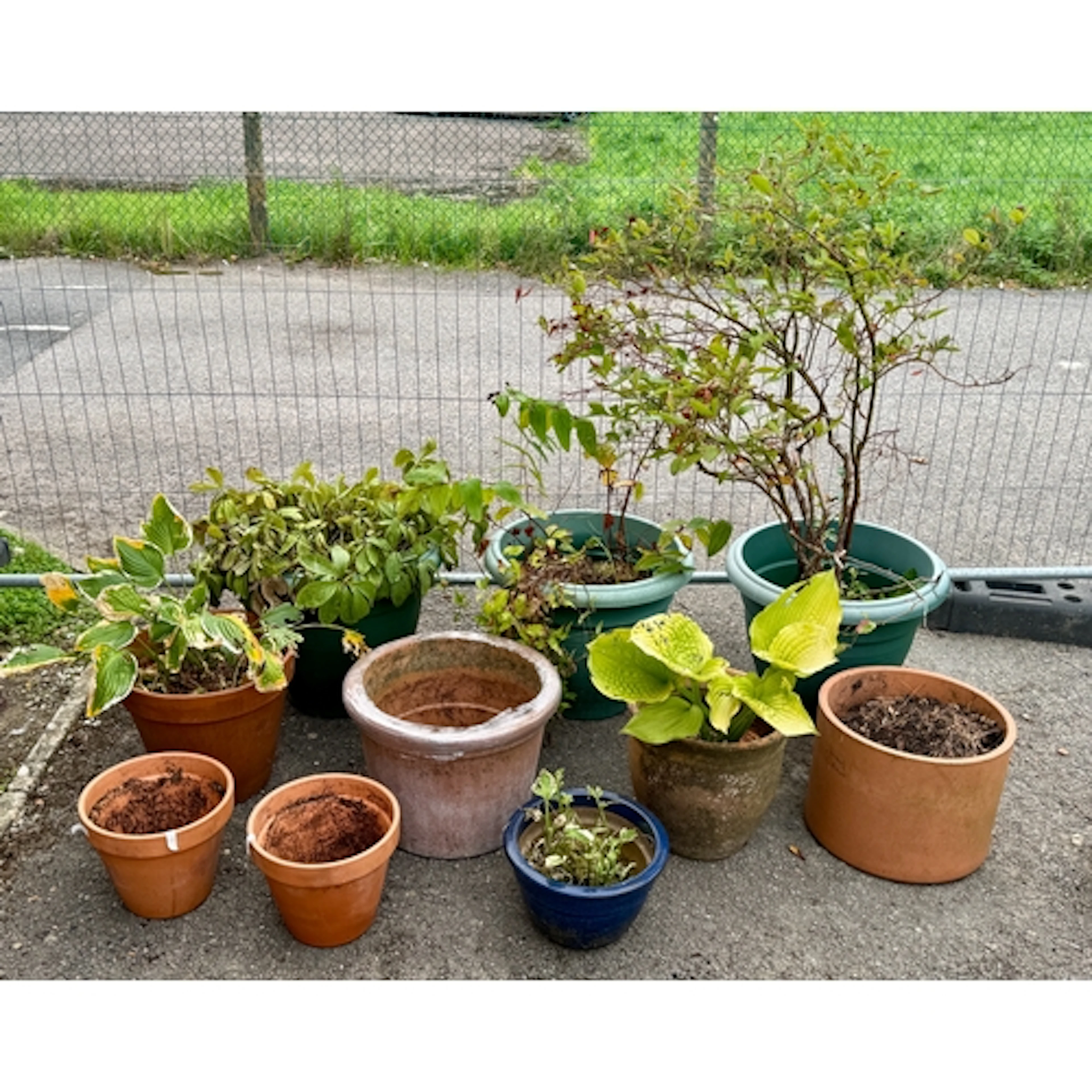 Ten terracotta, stoneware and plastic garden pots and plante...