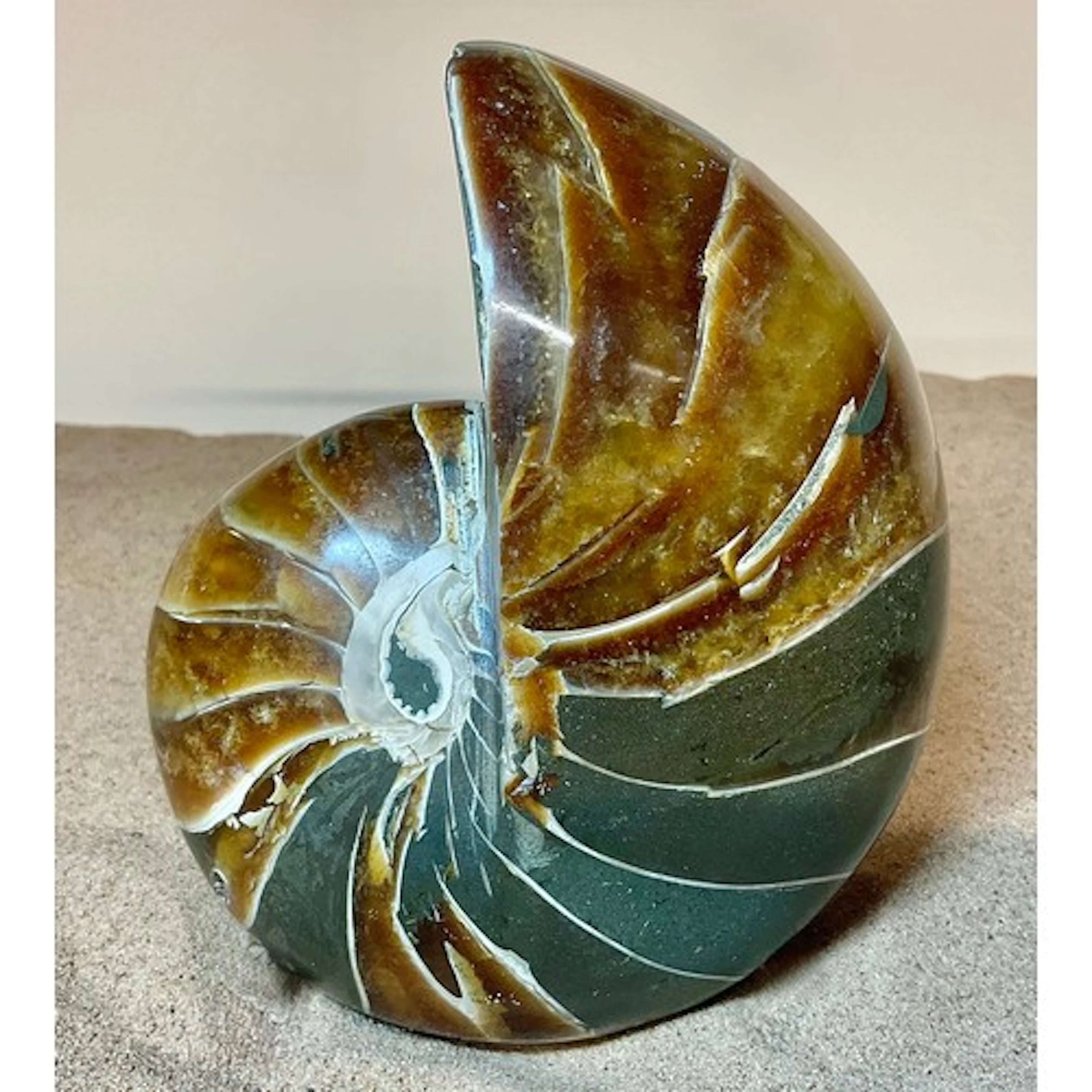 A large highly polished Nautilus fossil specimen, from the C...