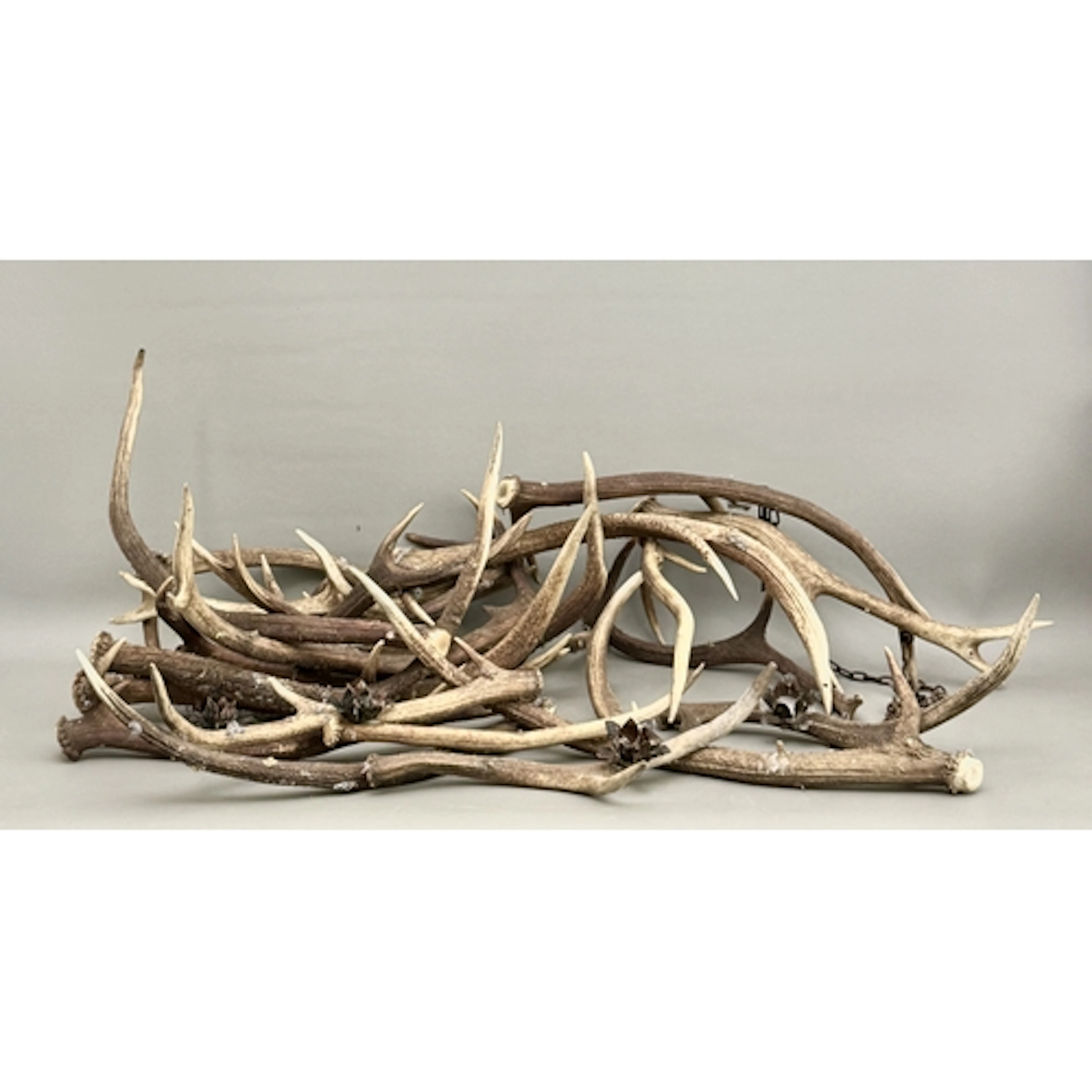 A large quantity of stag antlers parts - probably forming a ...