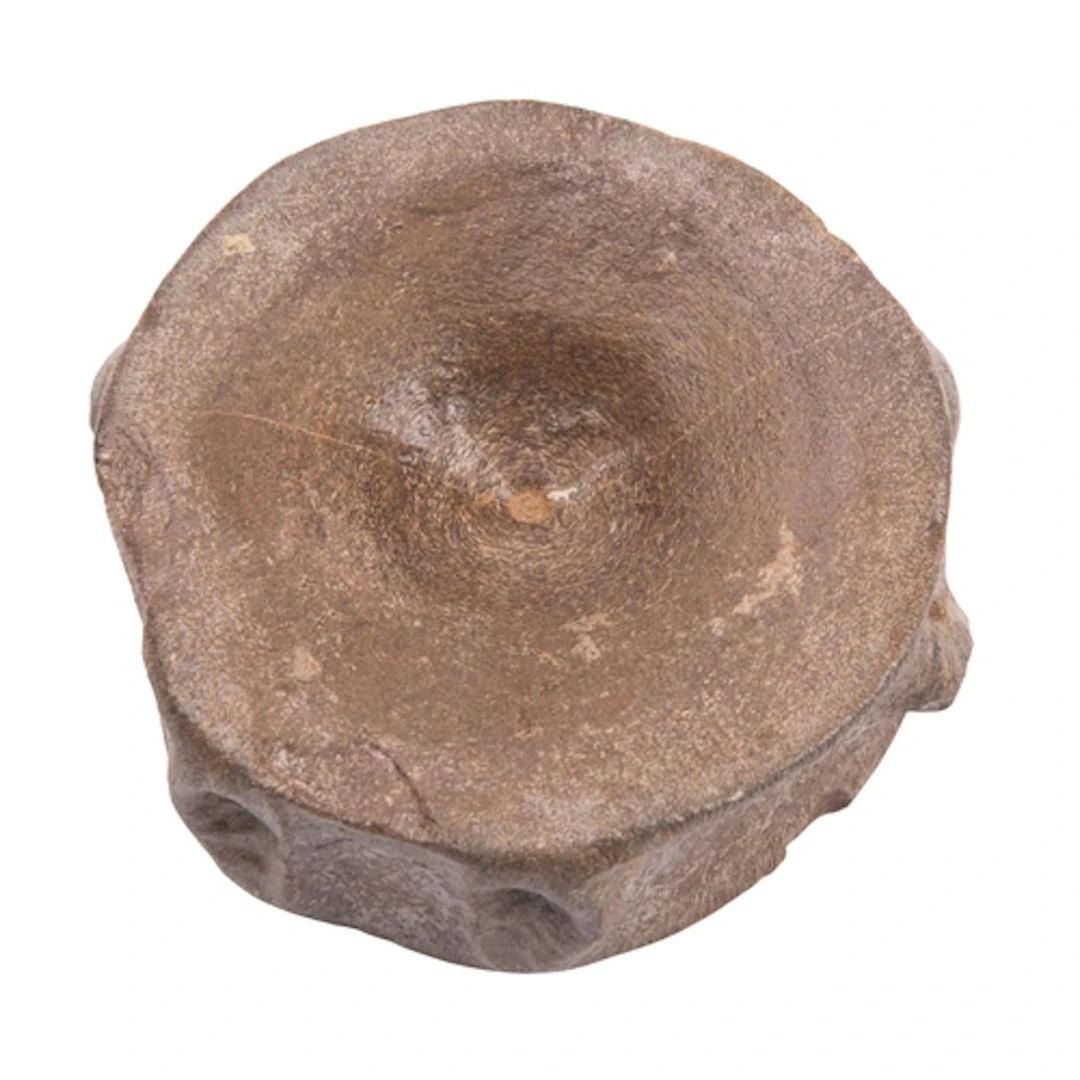 An Ichthyosaur fossilized vertebra, 9cm diameter.