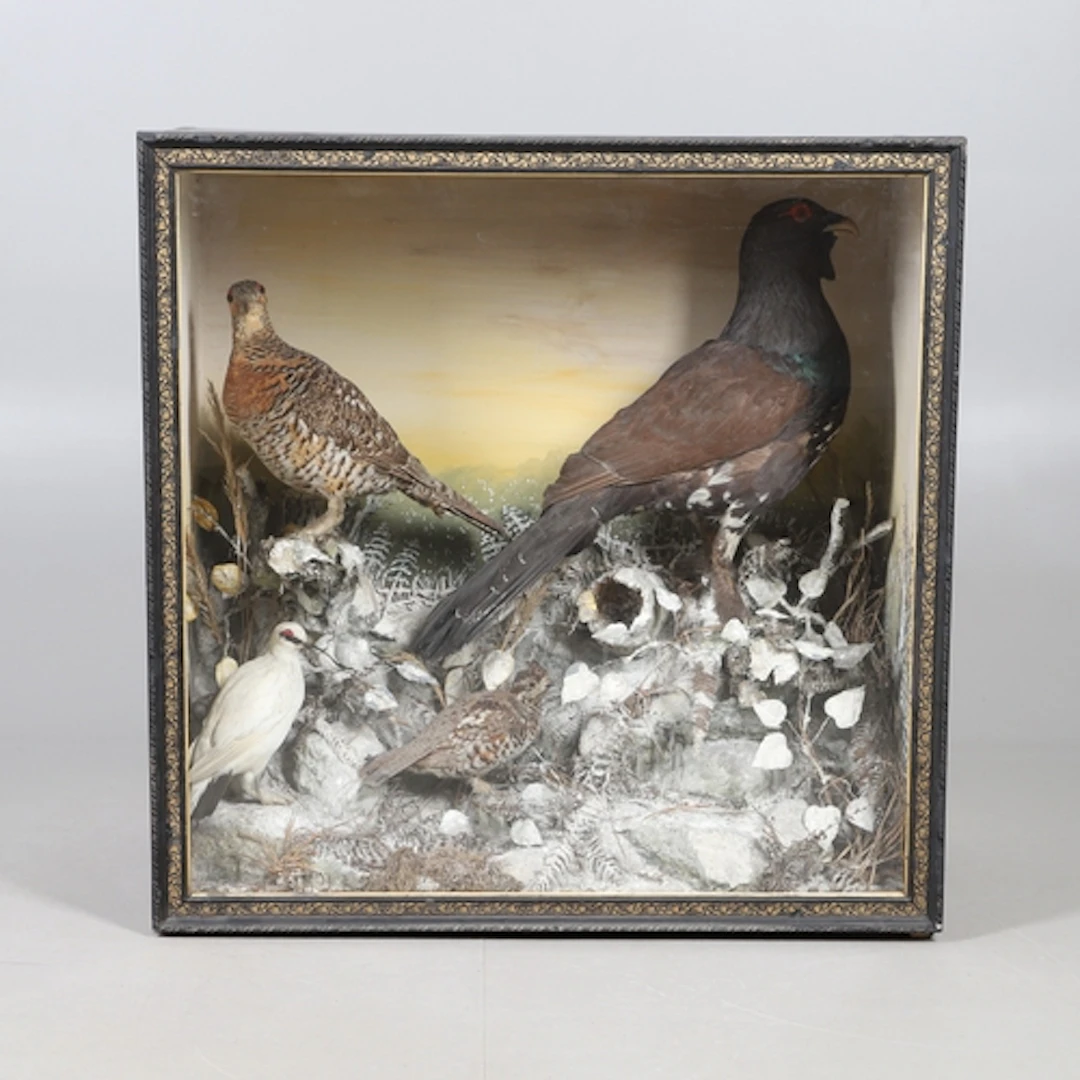 TAXIDERMY - CAPERCAILLIE & OTHER BIRDS. A large glazed and w...