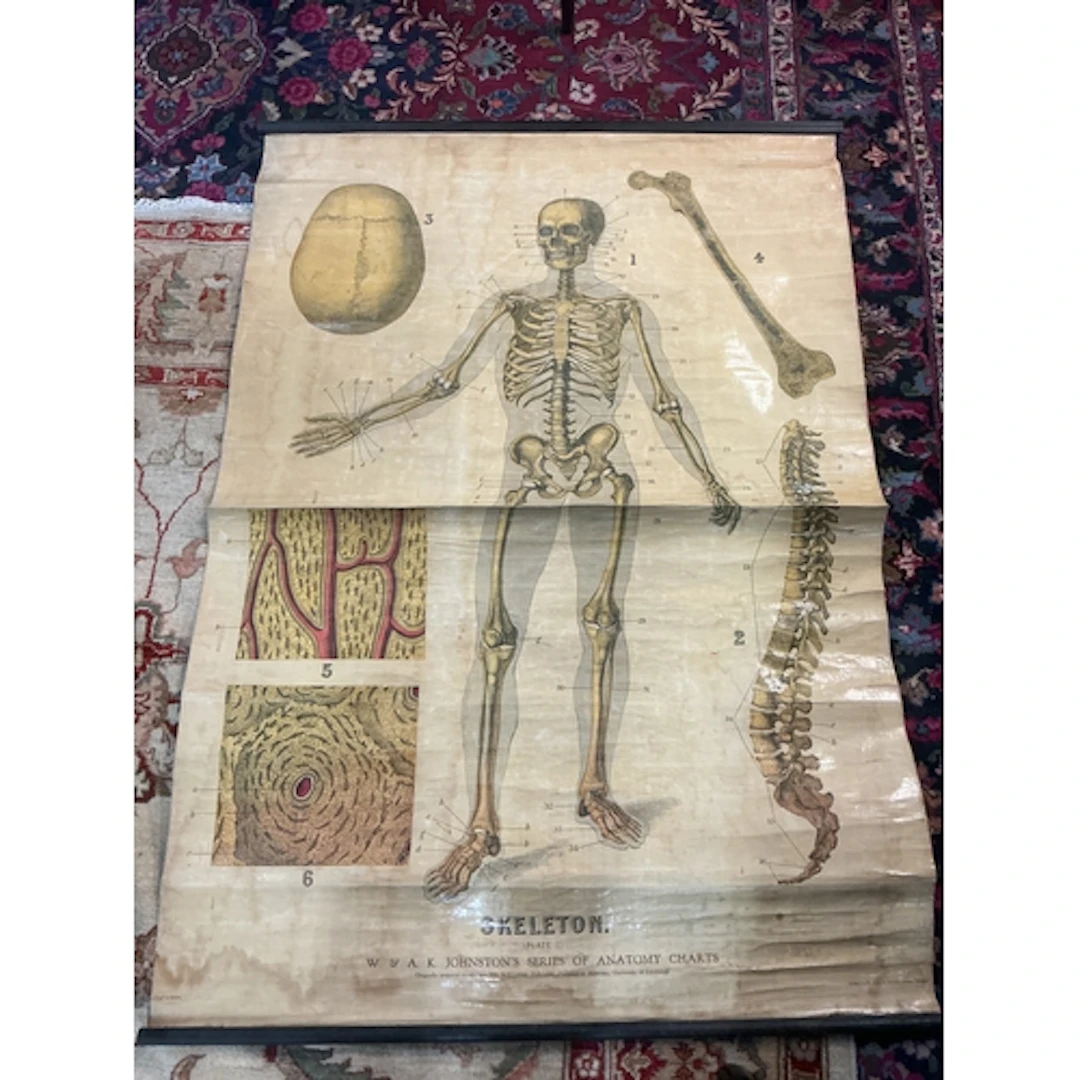 A vintage anatomy poster, Skeleton Plate I. W. & A.K. JO...
