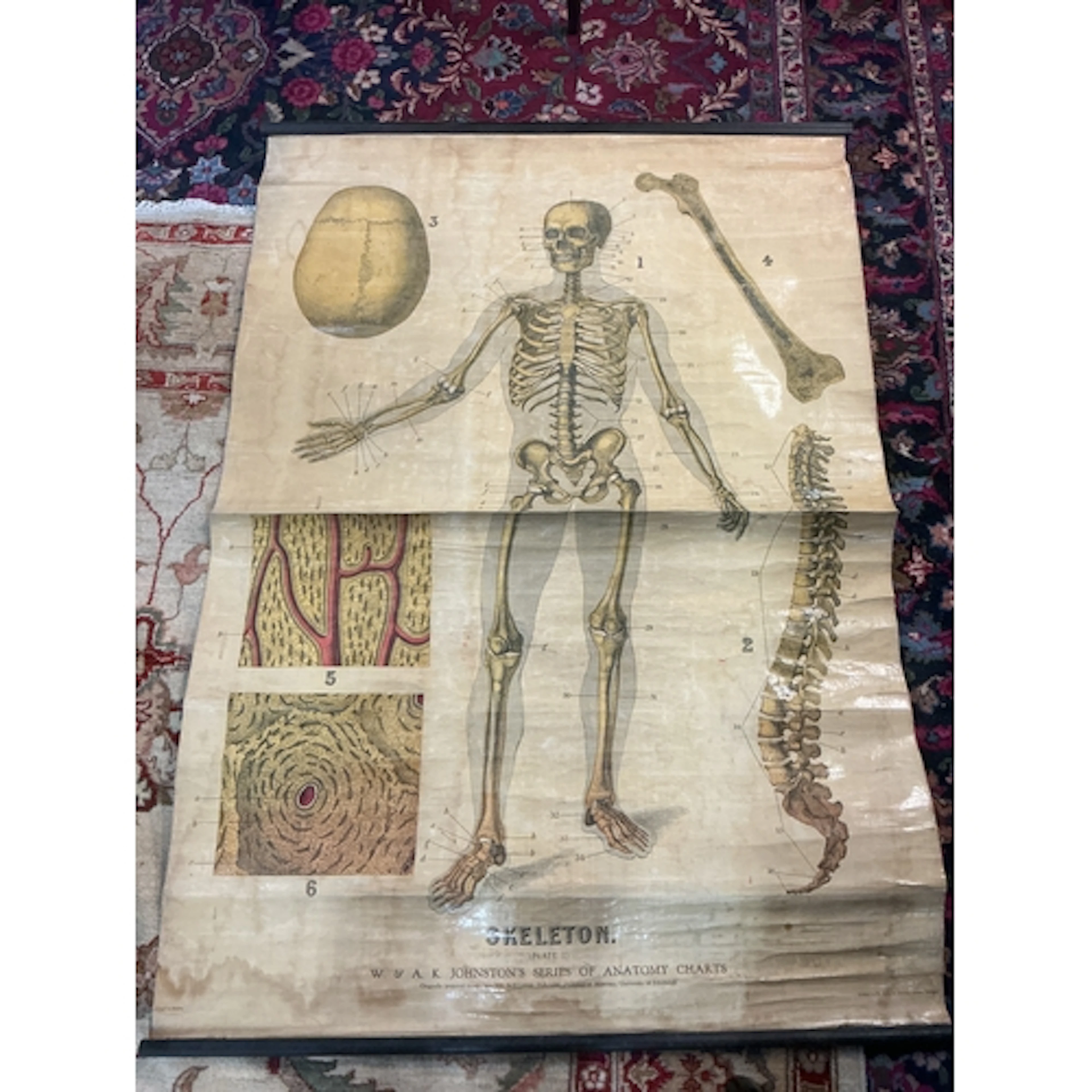 A vintage anatomy poster, Skeleton Plate I. W. & A.K. JO...