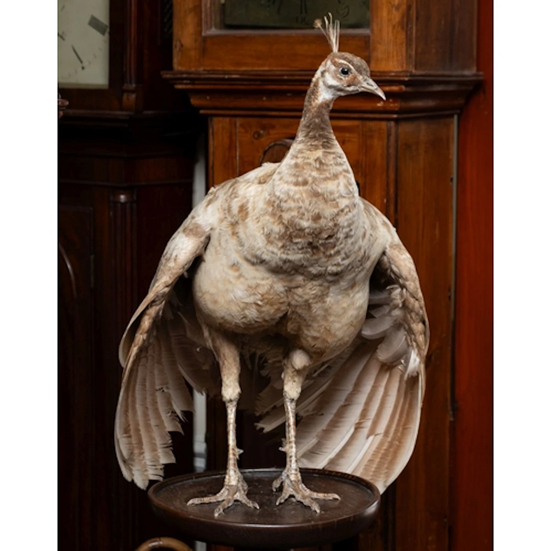 A taxidermy Peahen, full mount on an oak barley-twist torche...