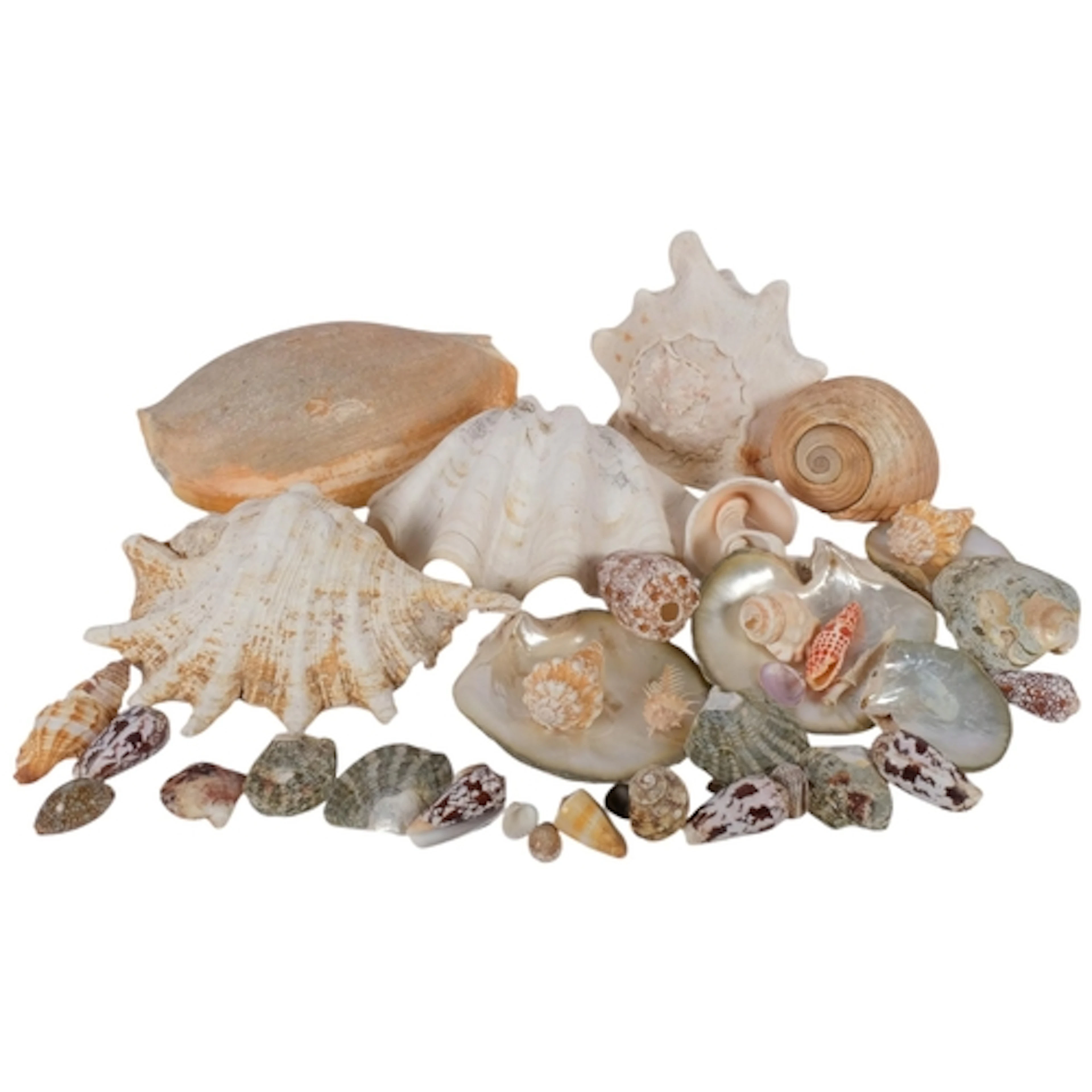 A collection of seashells, including a nautilus shell, box o...