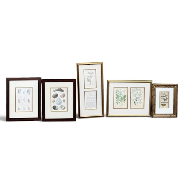 A COLLECTION OF BOTANICAL AND NATURAL HISTORY PRINTS Each fr...
