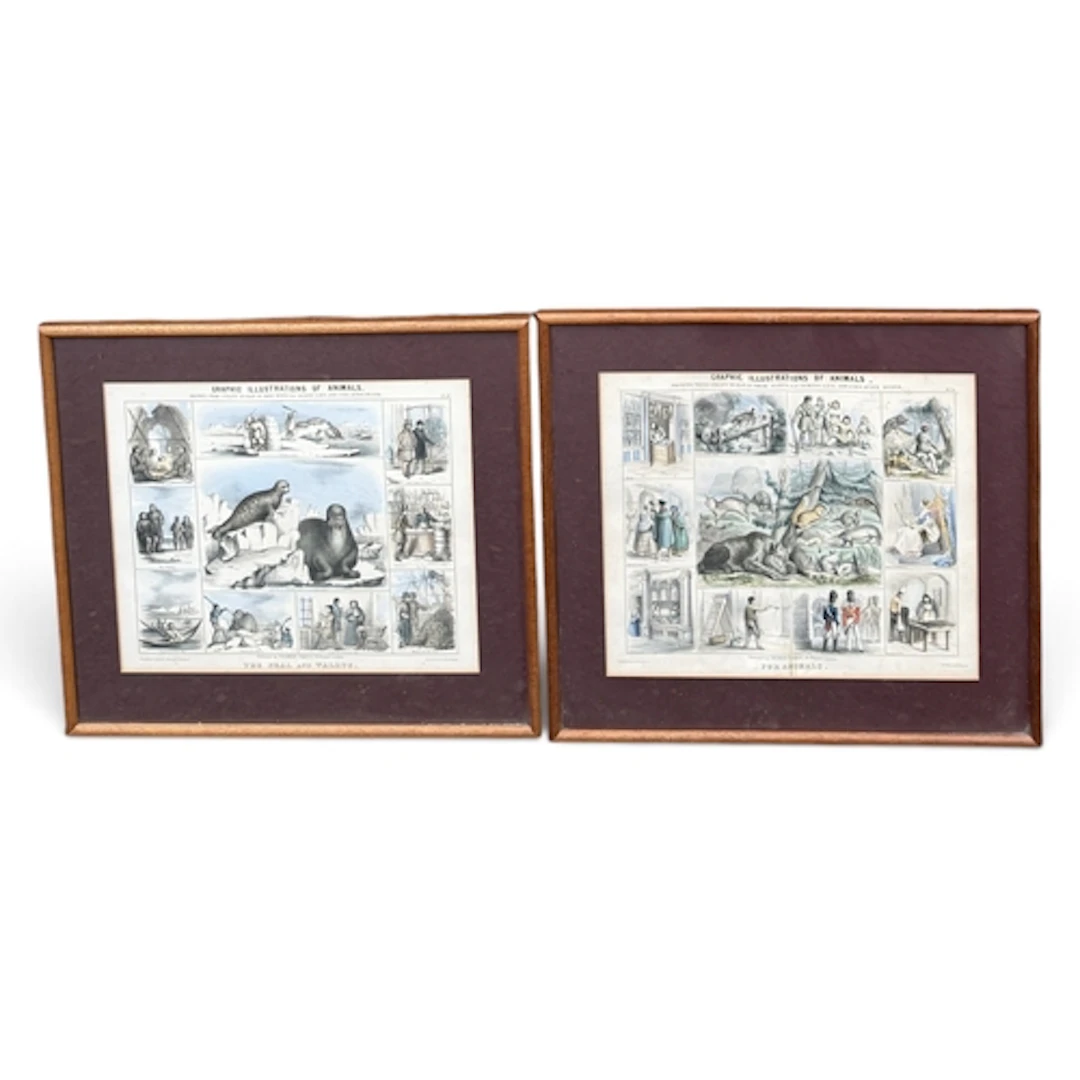 GRAPHIC ILLUSTRATIONS OF ANIMALS Two prints. 36cm x 30cm Fra...