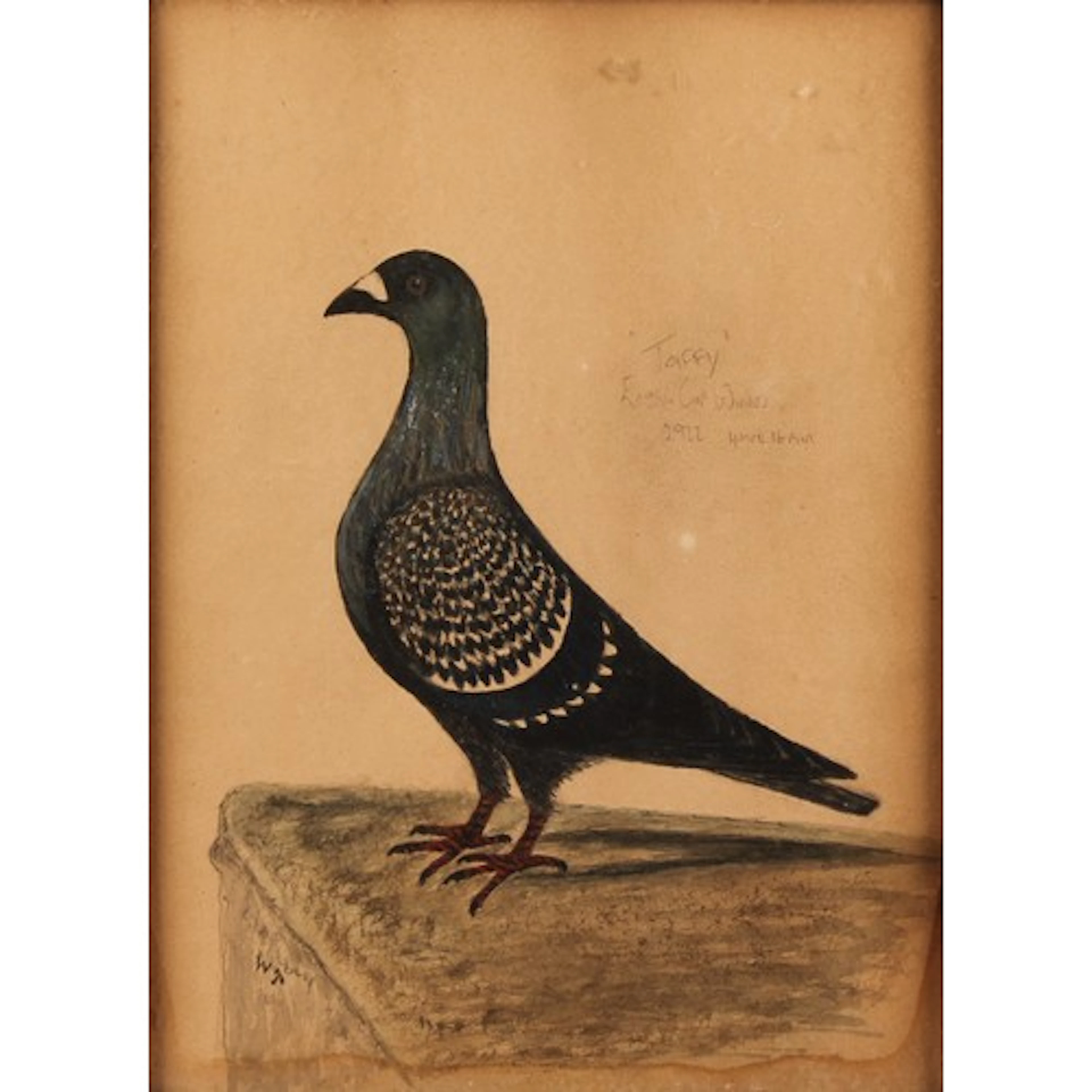 Pigeon Racing - WT (British, 20th century) Taffy, English C...