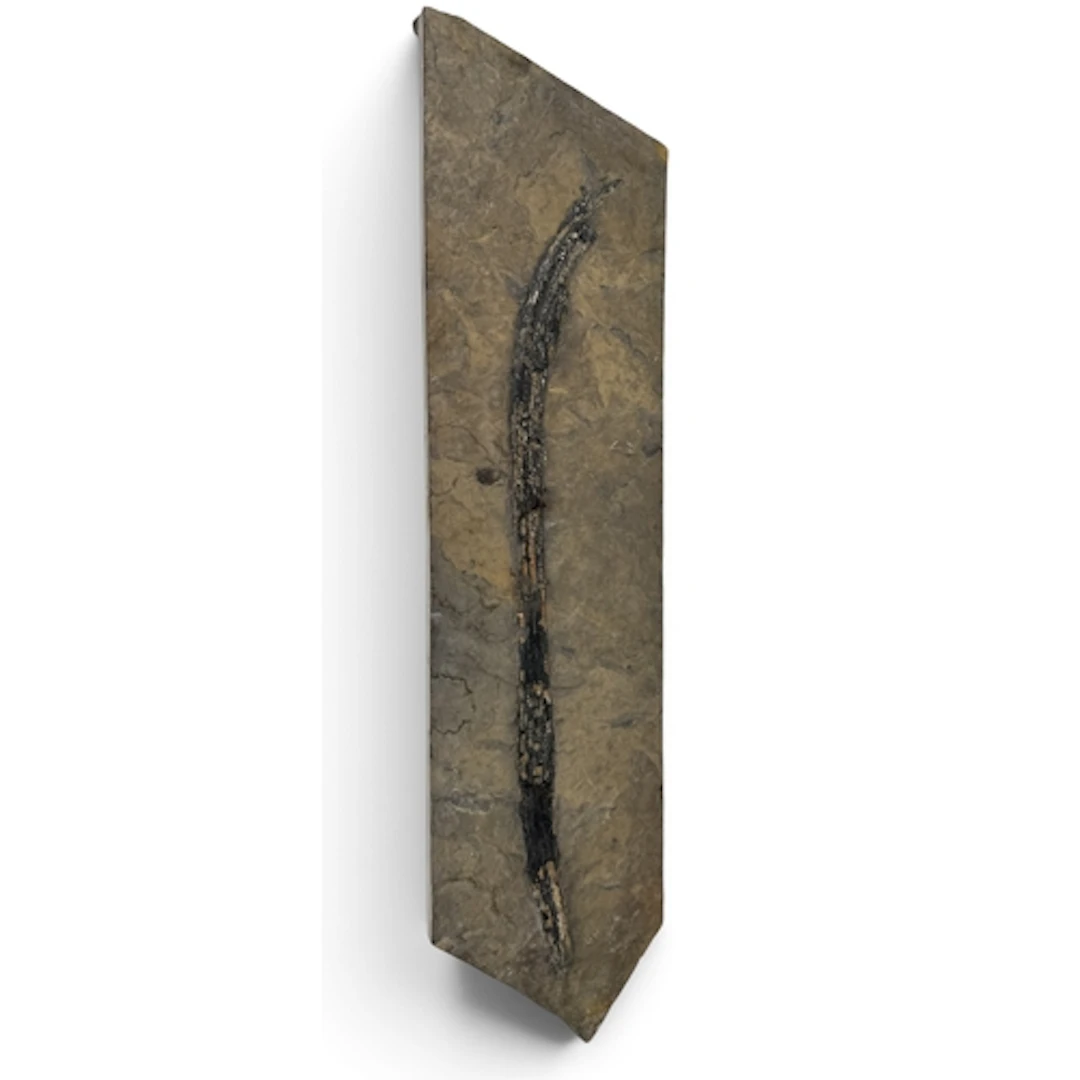 A LARGE FOSSILISED WOODEN BRANCH 87cm x 21cm