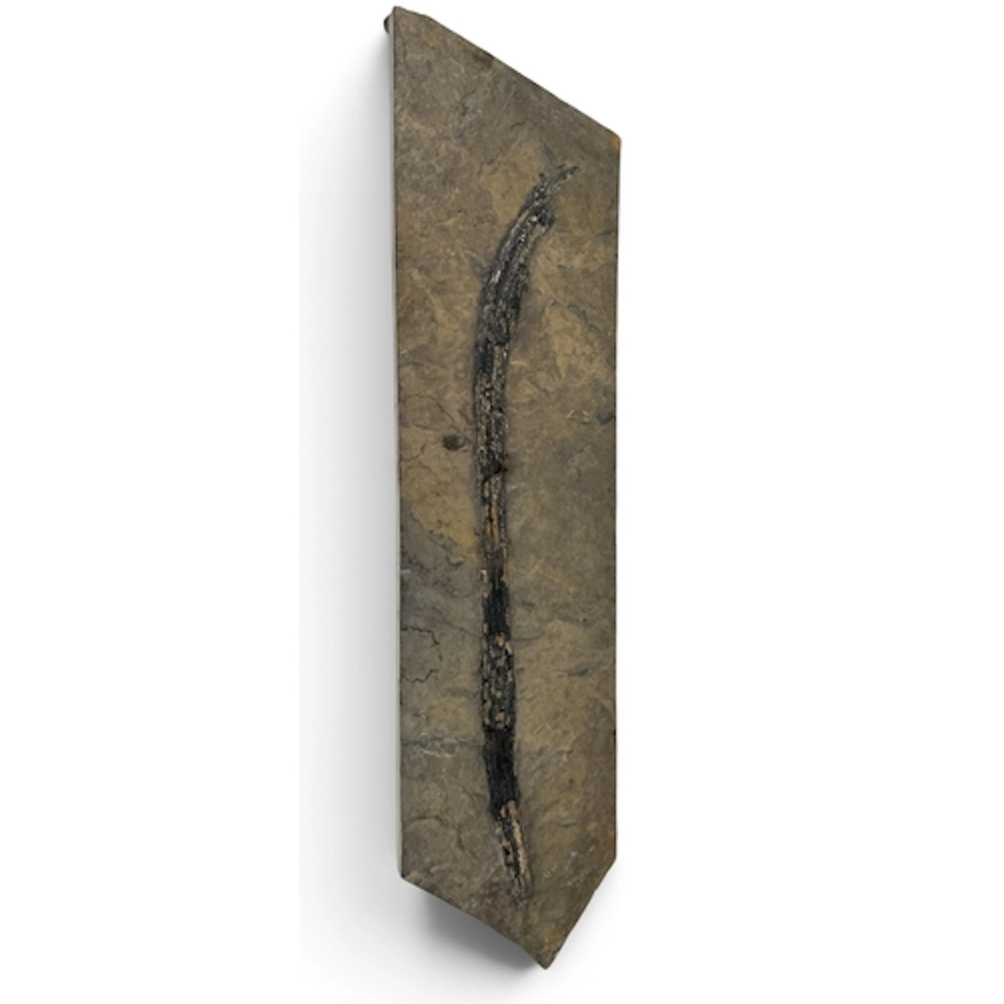 A LARGE FOSSILISED WOODEN BRANCH 87cm x 21cm
