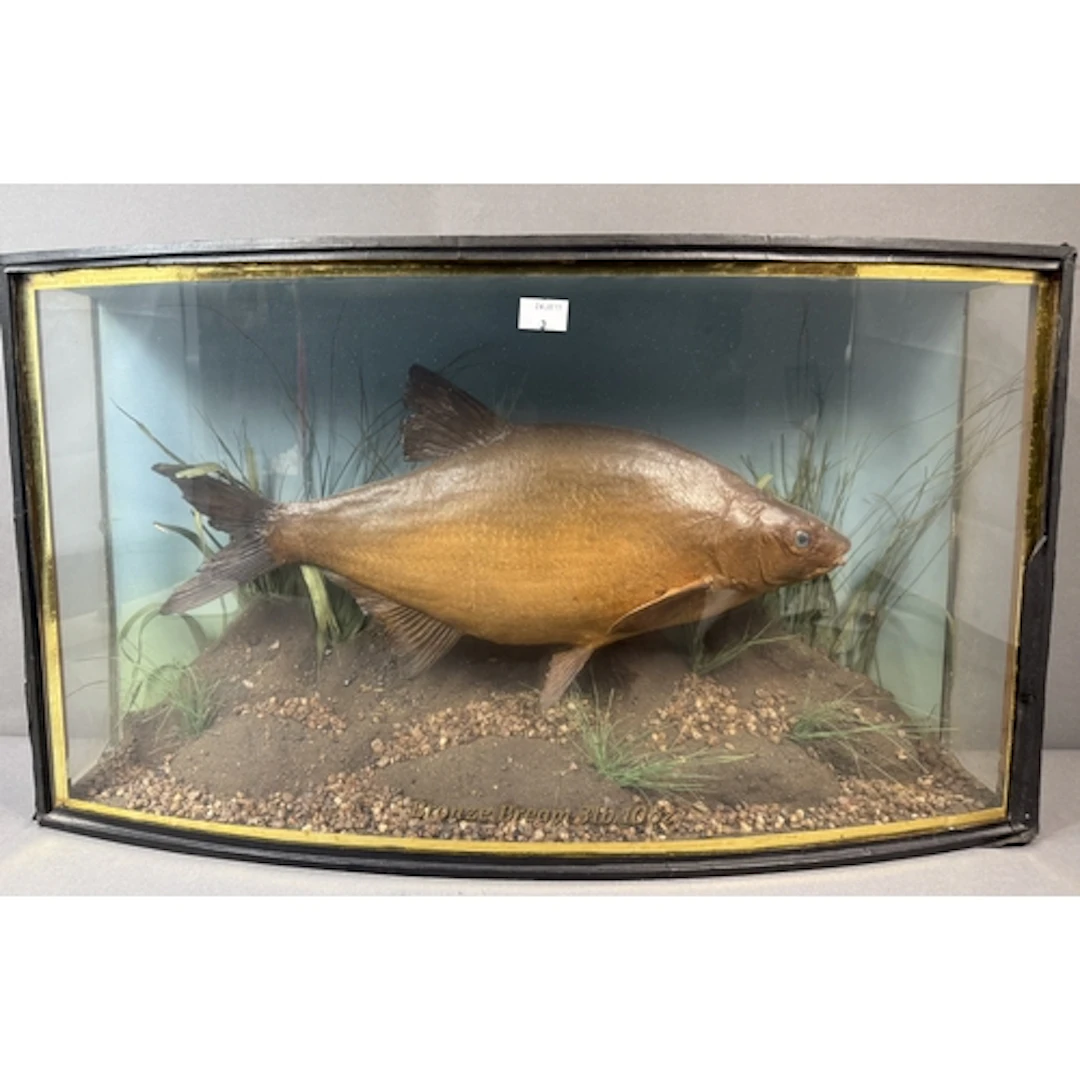 Taxidermy: Bronze Bream weighed 3lb10ozs, early 20th century...