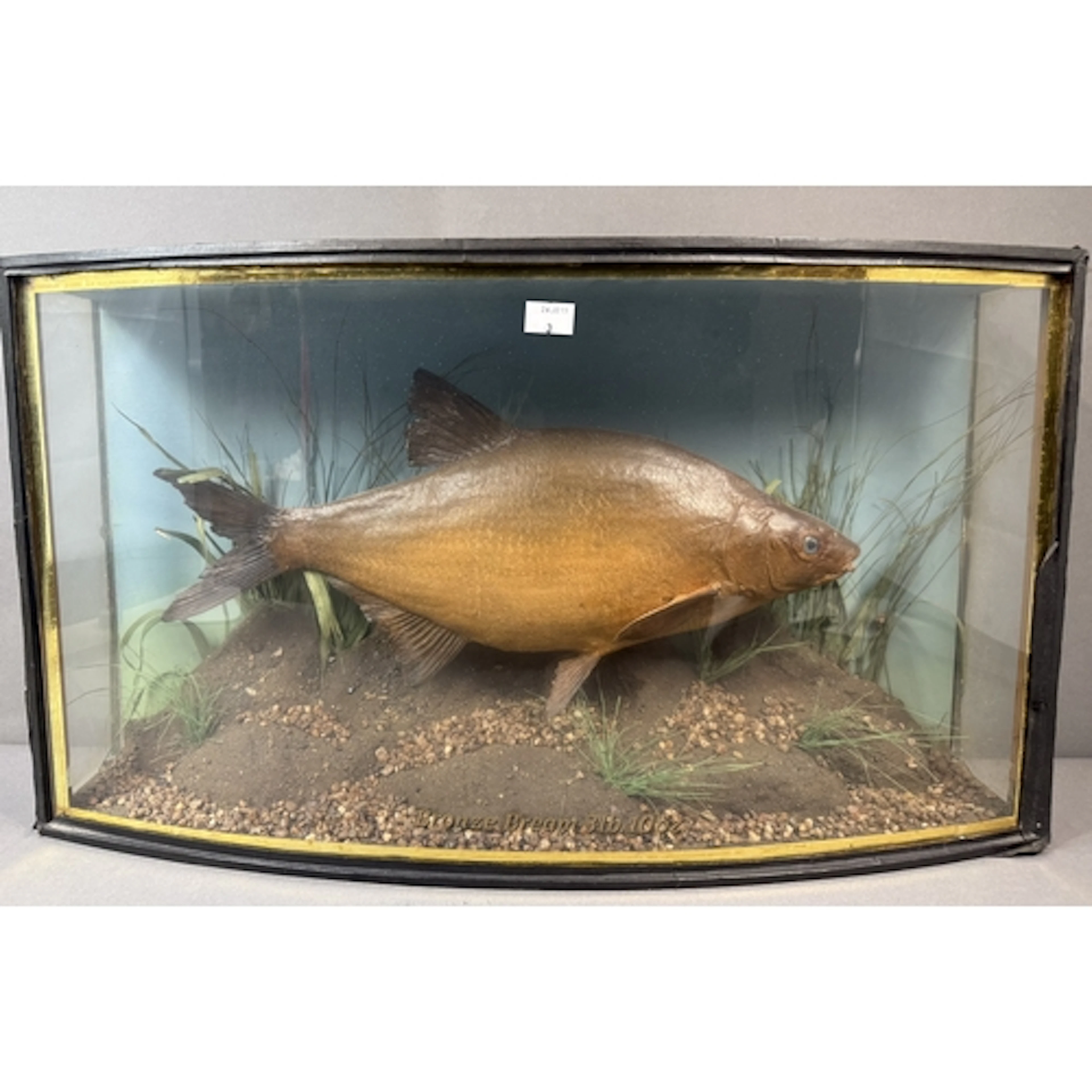 Taxidermy: Bronze Bream weighed 3lb10ozs, early 20th century...