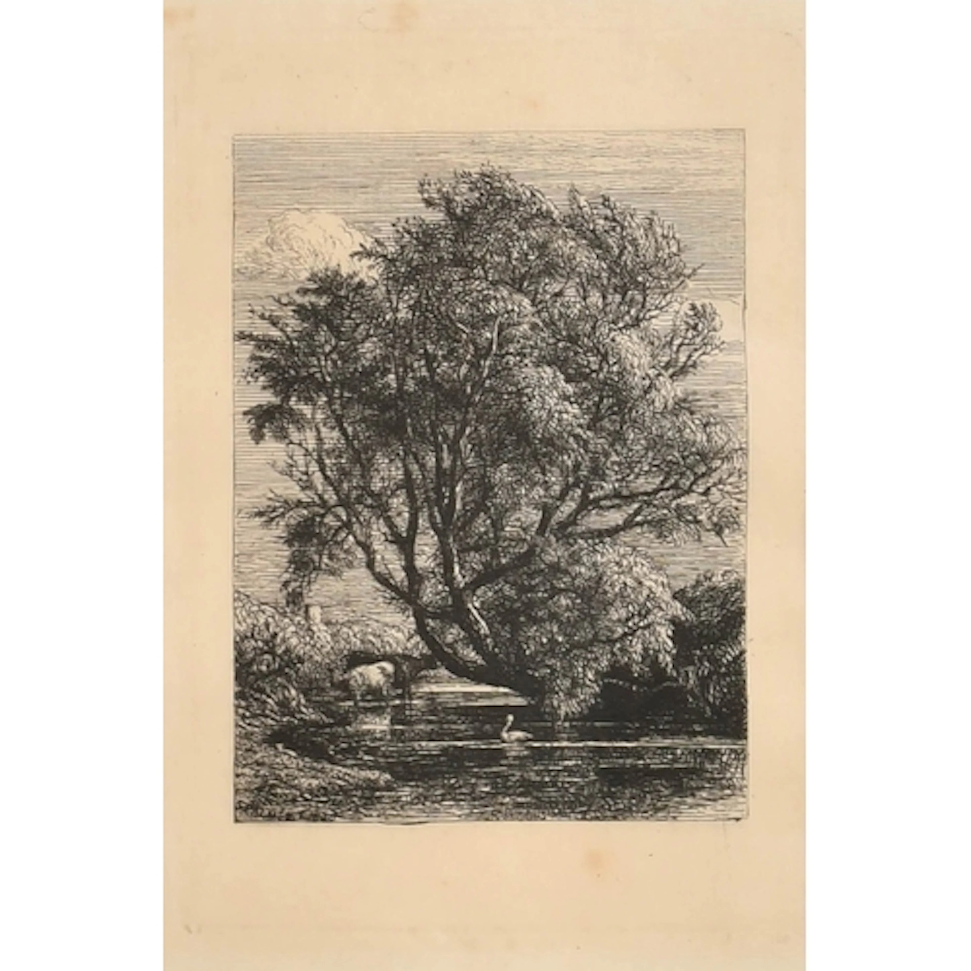 Samuel Palmer (1805-1881) British. "The Willow", Etching, 3....