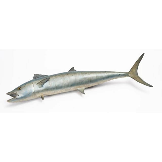 (Scomberomorus cavalla) King fish, full mount, 76cmlong *No...