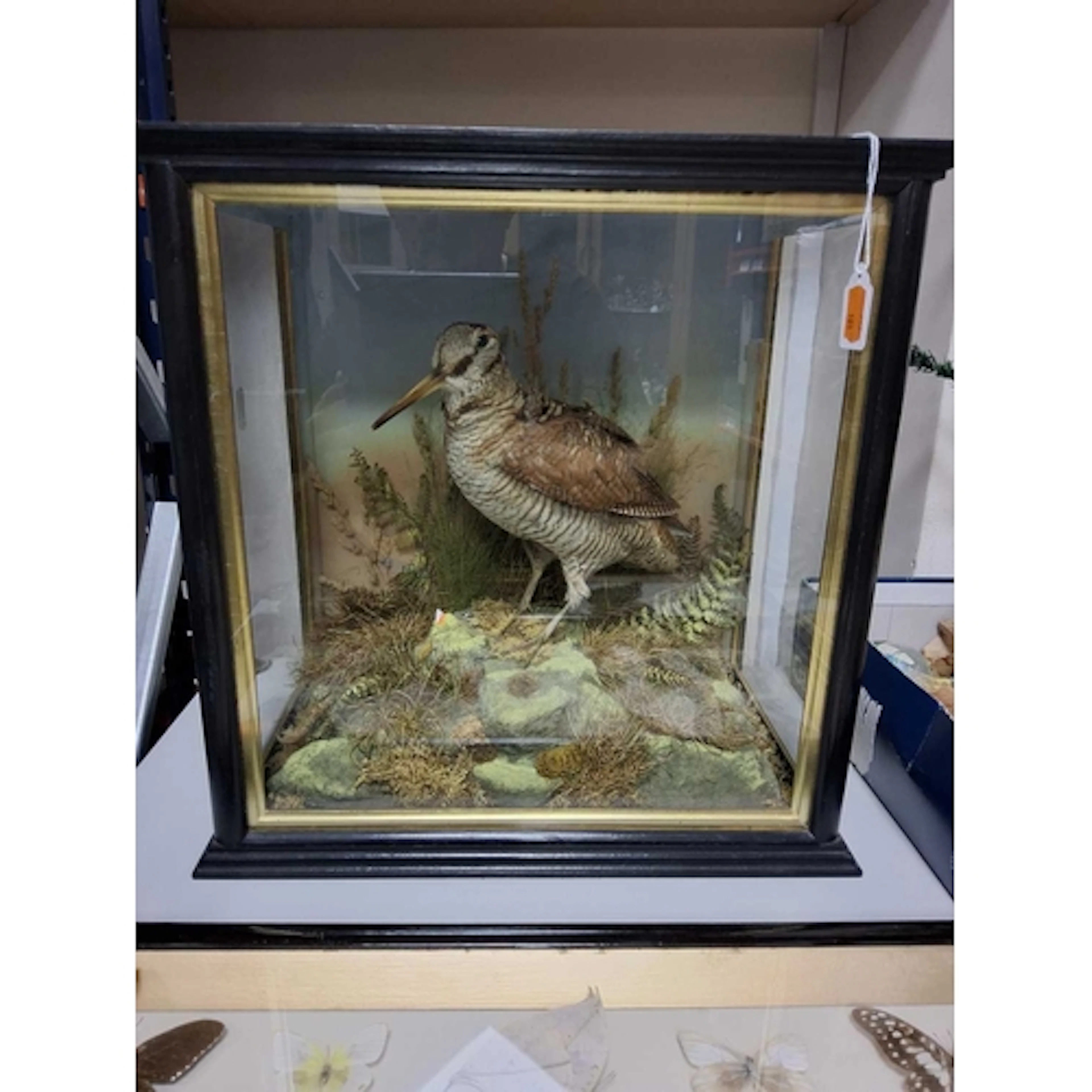 A VICTORIAN TAXIDERMY STUDY OF A EURASIAN WOODCOCK (SCOLOPAX...