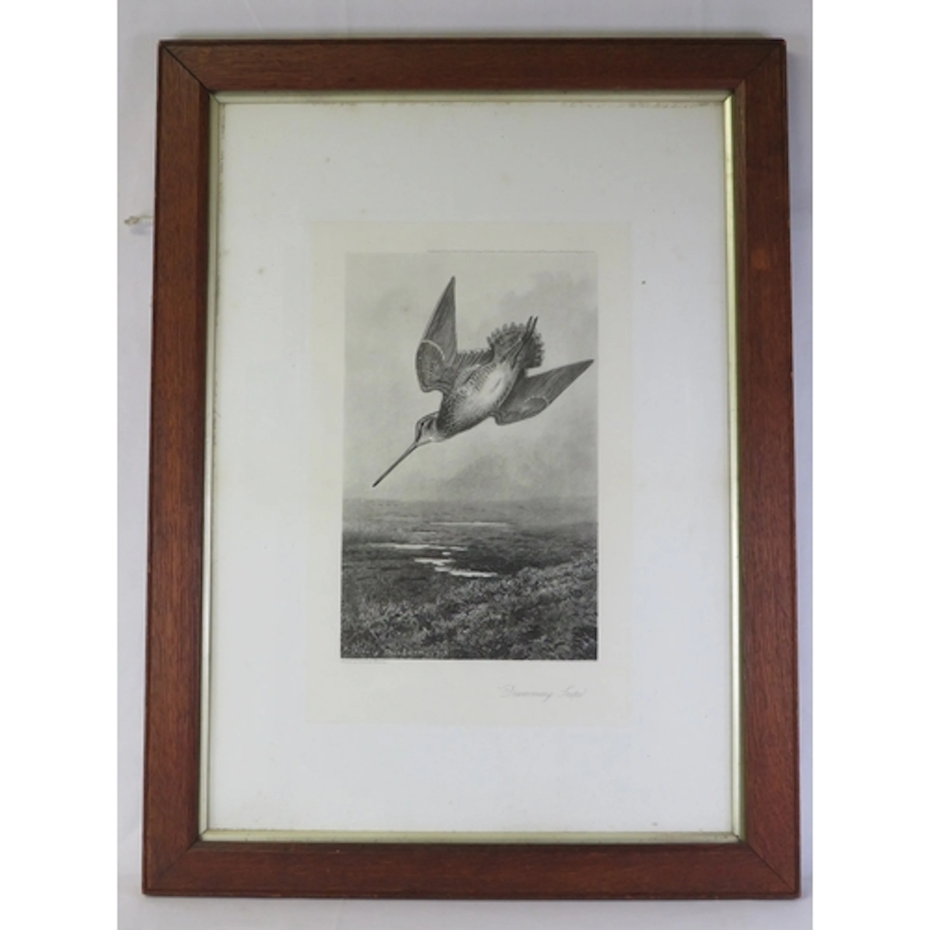 F/g Monochrome Print Drumming Snipe by Archibald Thorburn ap...