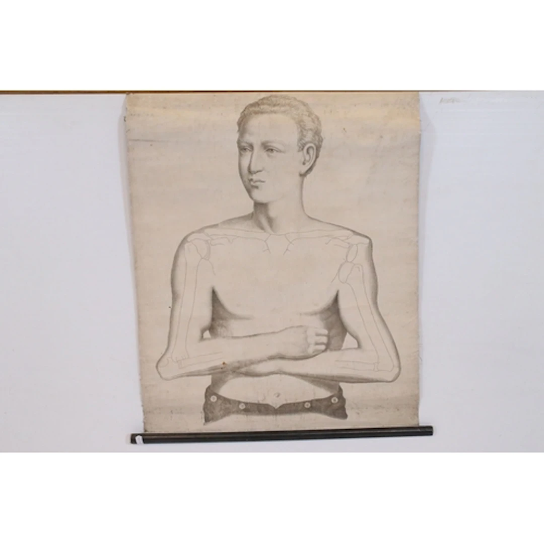 Late 19th century anatomical wall chart having illustration ...