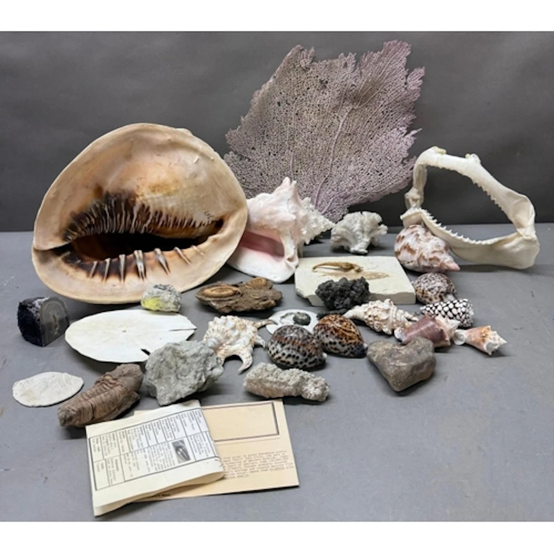 A selection of fossils, shells and mineral samples to includ...