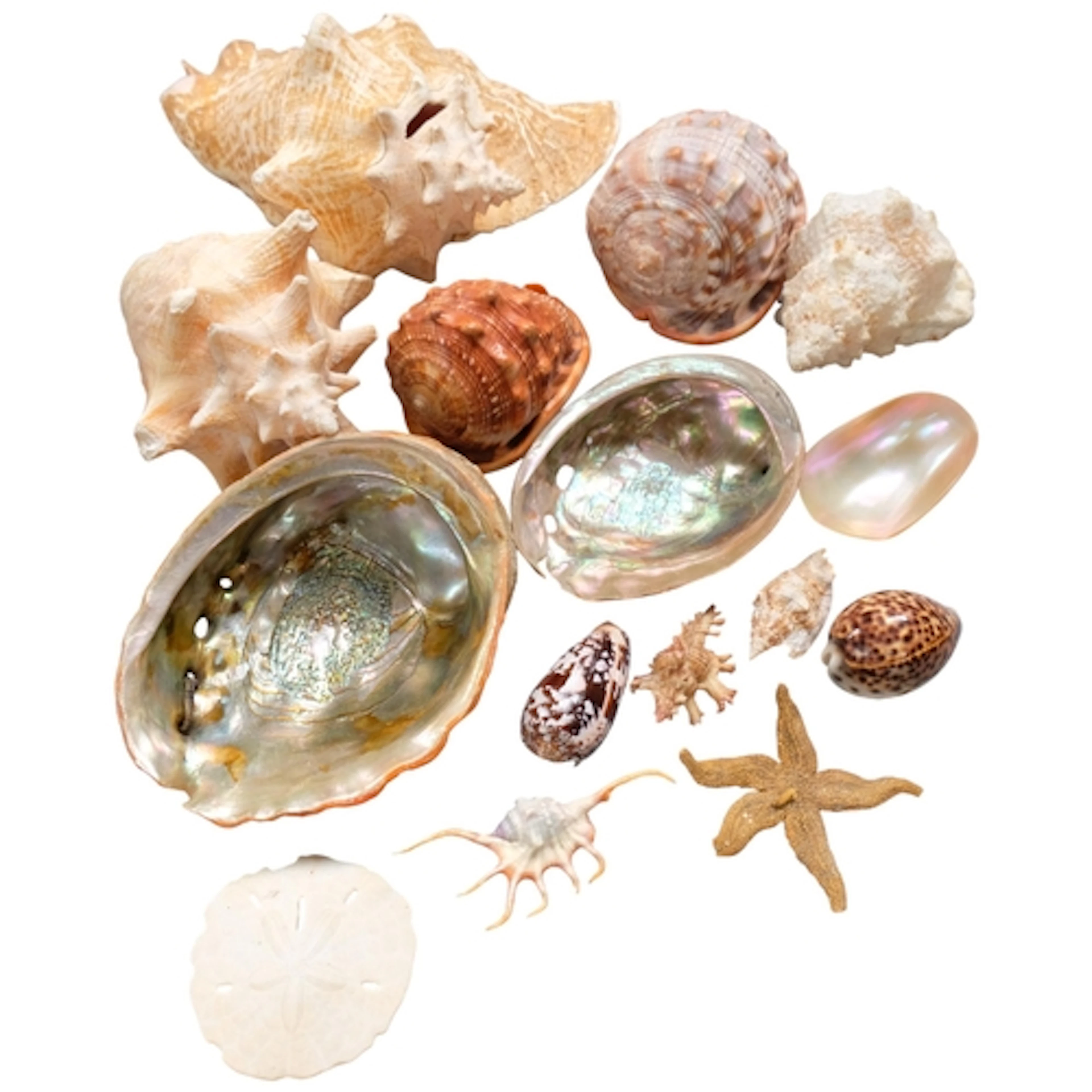 A collection of seashells, including mother-of-pearl, nautil...