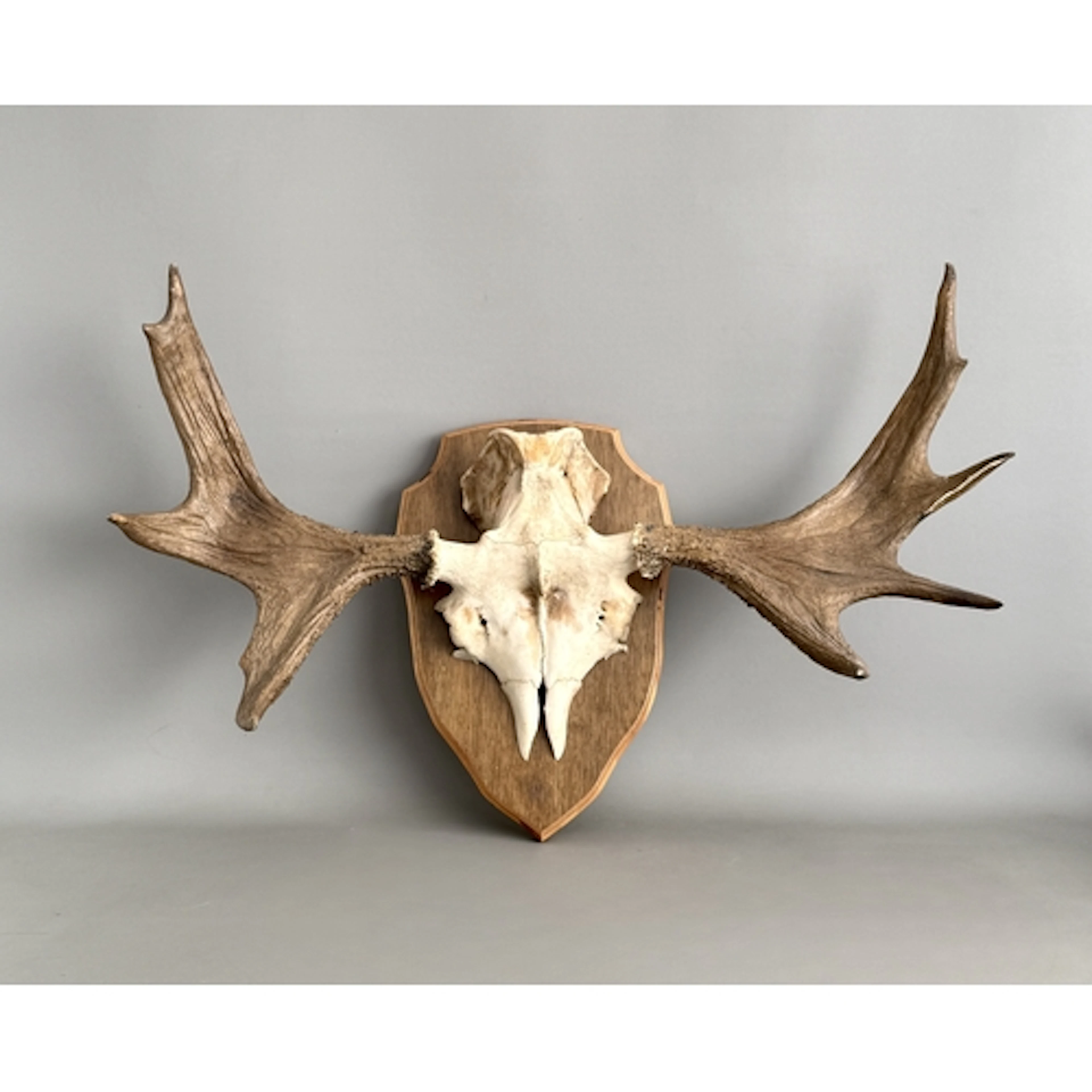 A set of moose antlers and part skull - mounted on a wooden ...