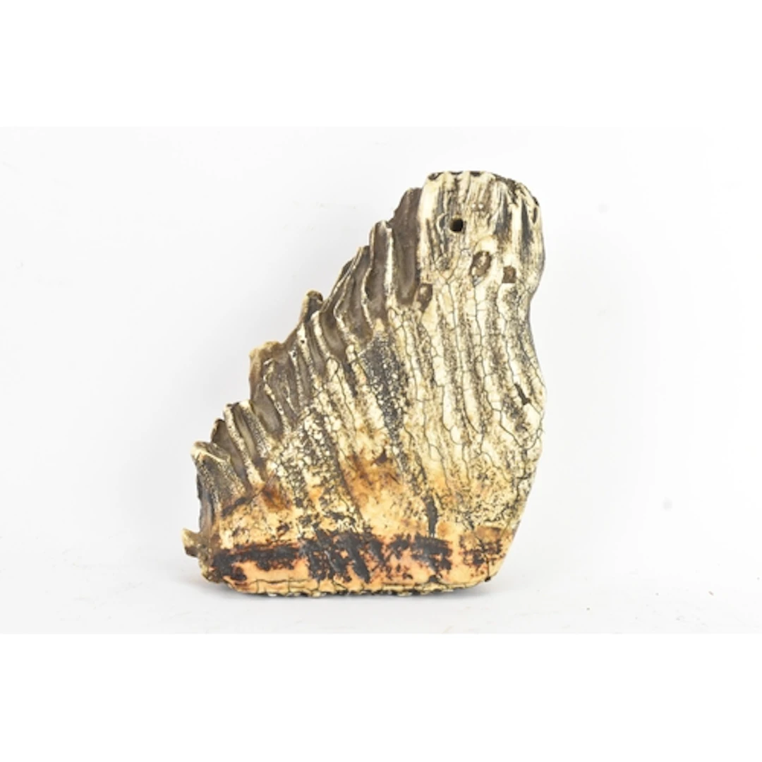 Natural history interest, a fossilised Woolly Mammoth tooth ...
