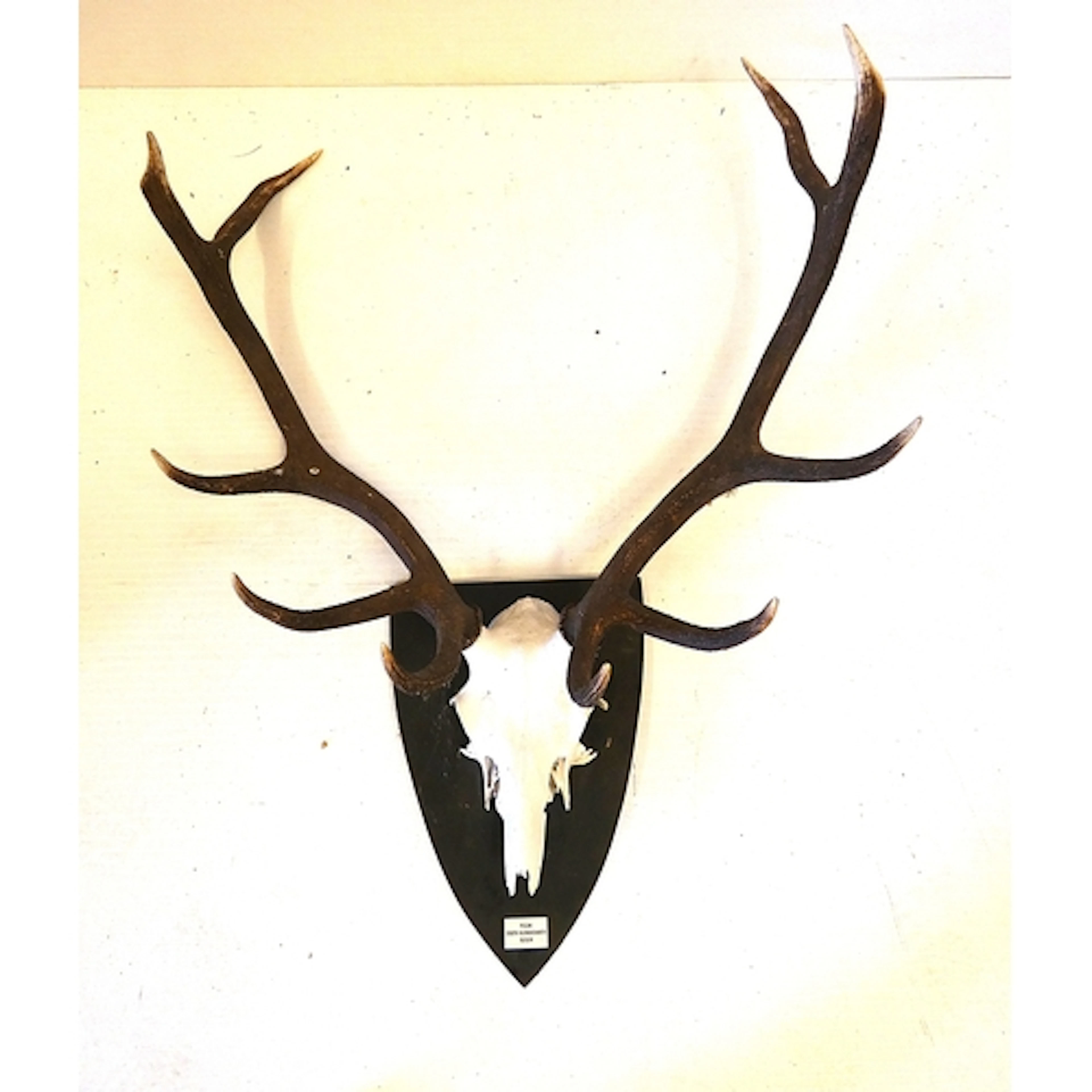 Set of taxidermy ten pointer deer antlers with skull, on a s...