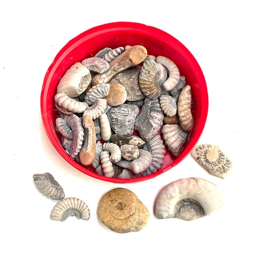 A small quantity of ammonite fossils and fragments
