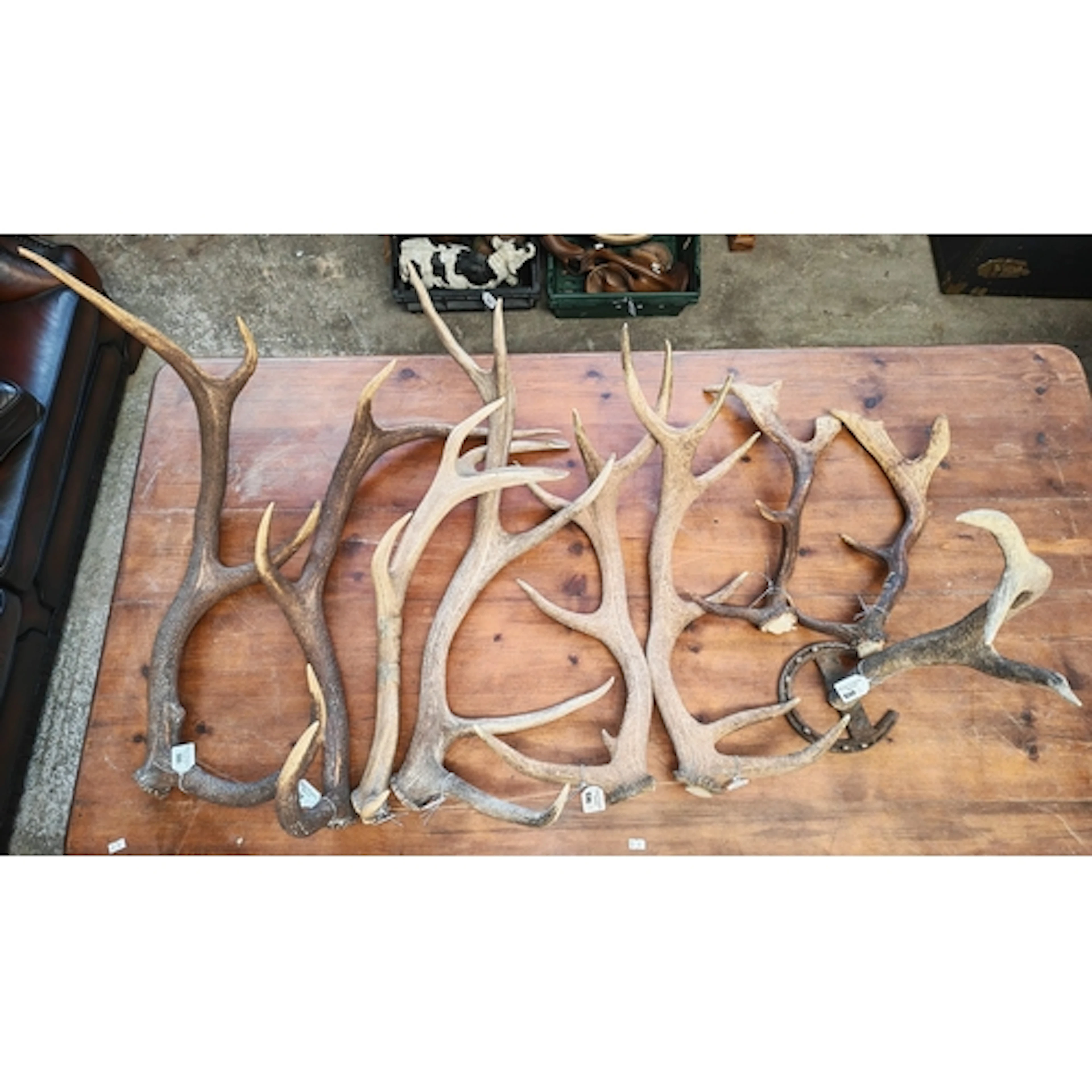 Taxidermy - collection of deer's antlers. (9) (B.P. 21% + VA...