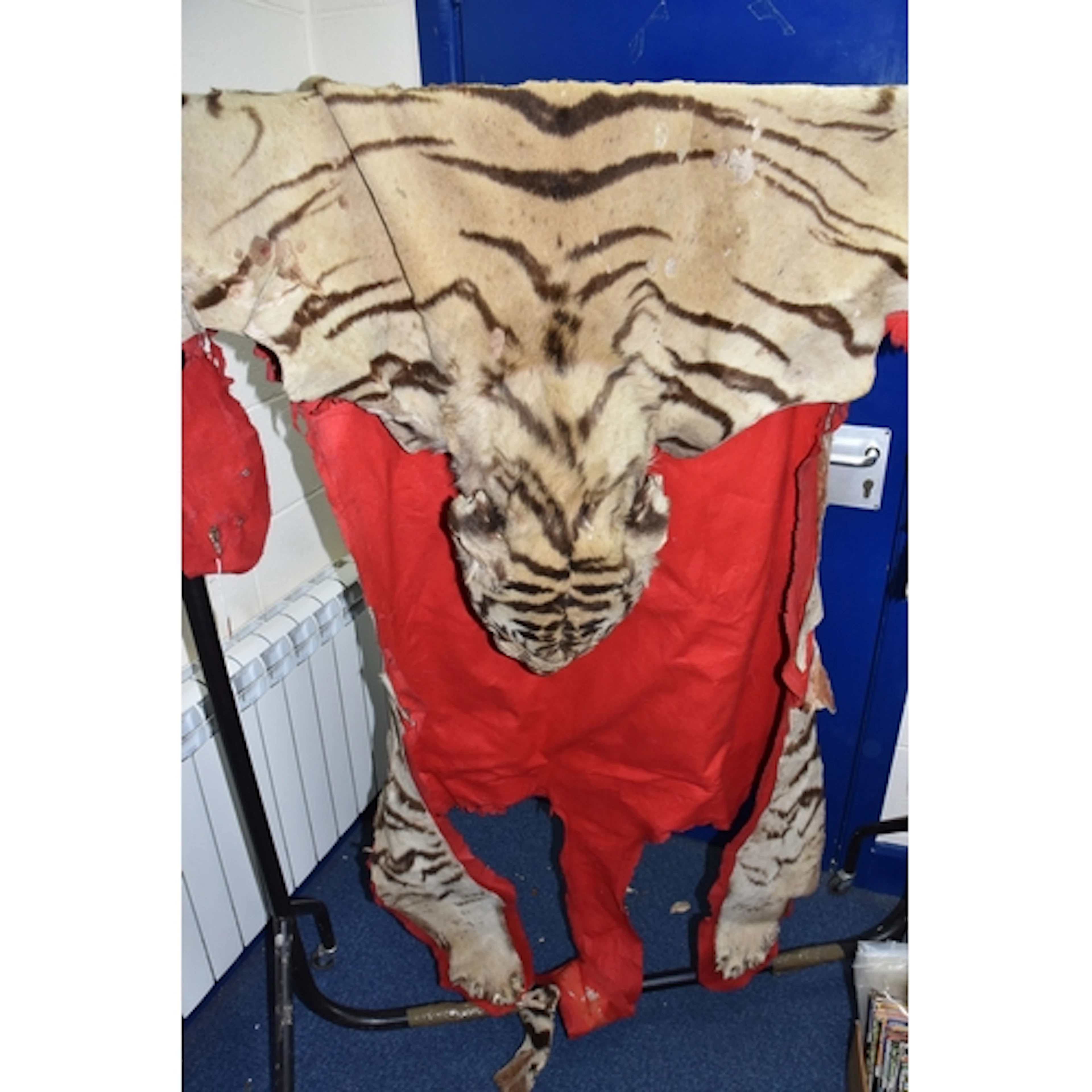 A LATE 19TH/ EARLY 20TH CENTURY LINED TIGER SKIN RUG, Panthe...