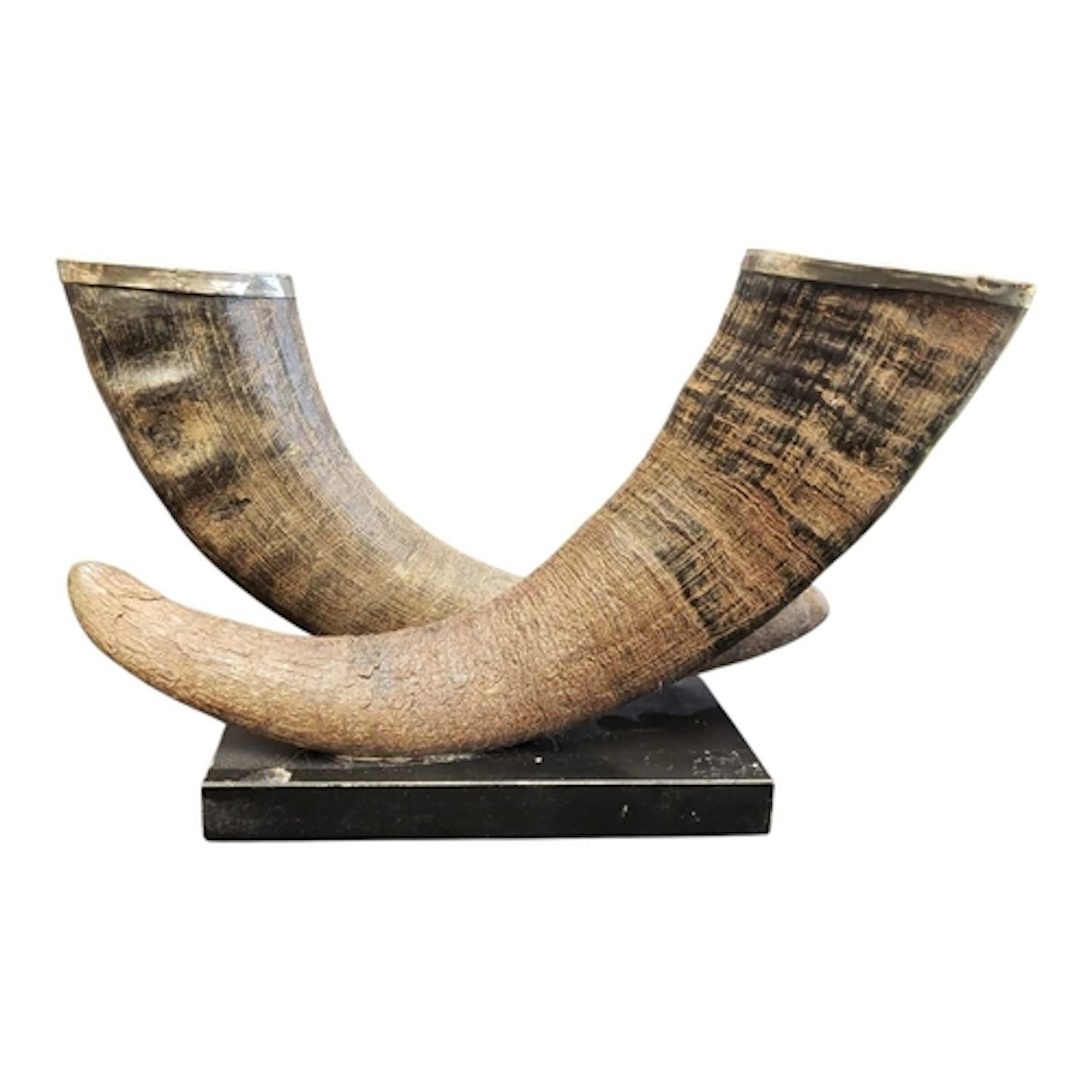 Natural History - A pair of taxidermy cow / buffalo horns. M...