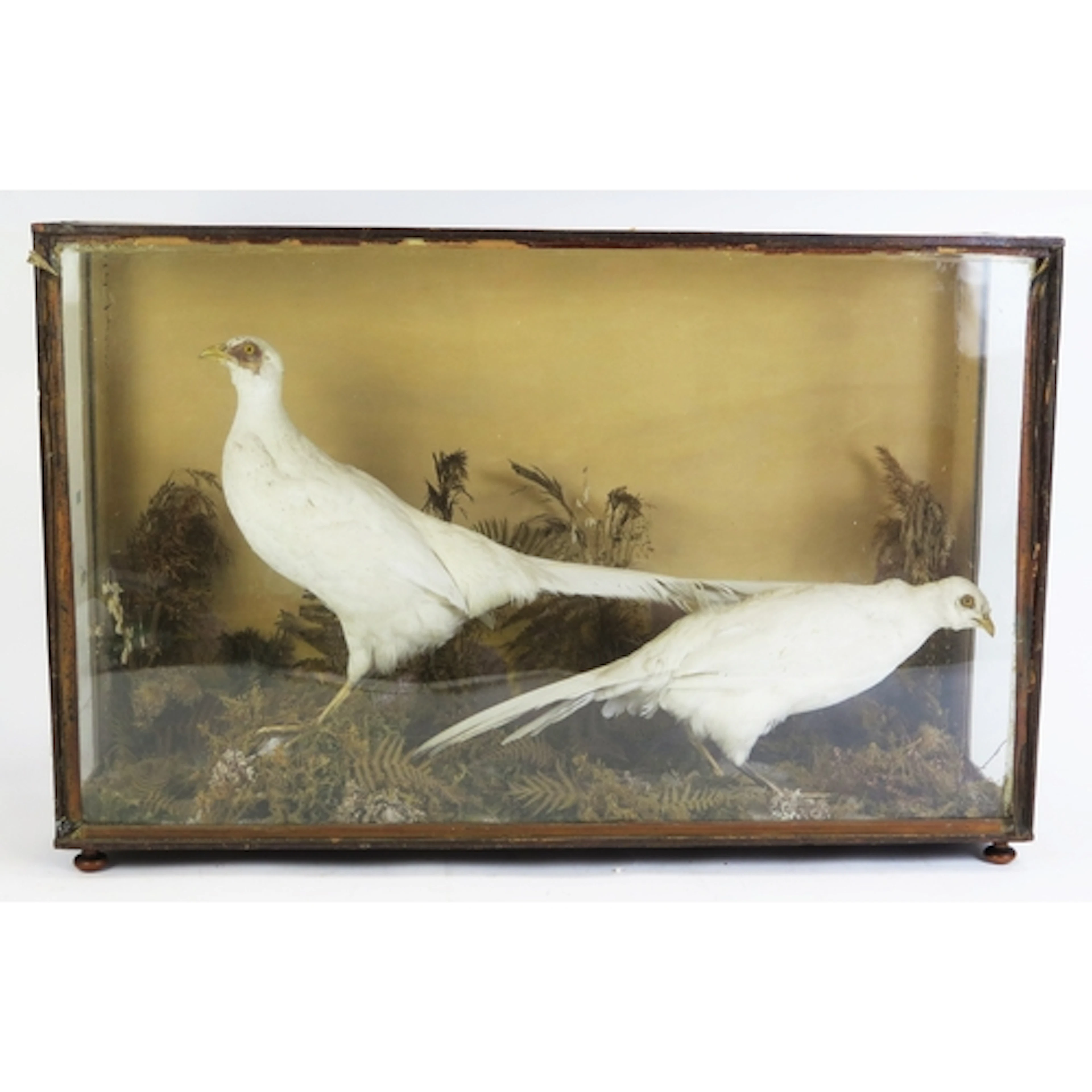 Early 20th century taxidermy pair of white (Albino) pheasant...